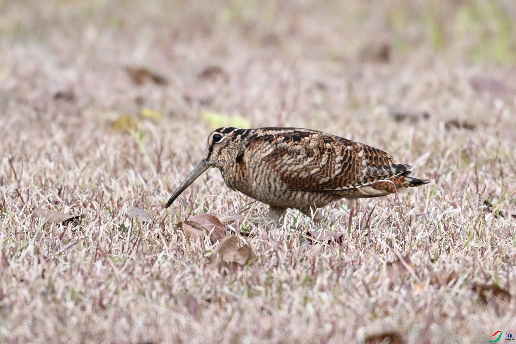 DSC_8656.JPG