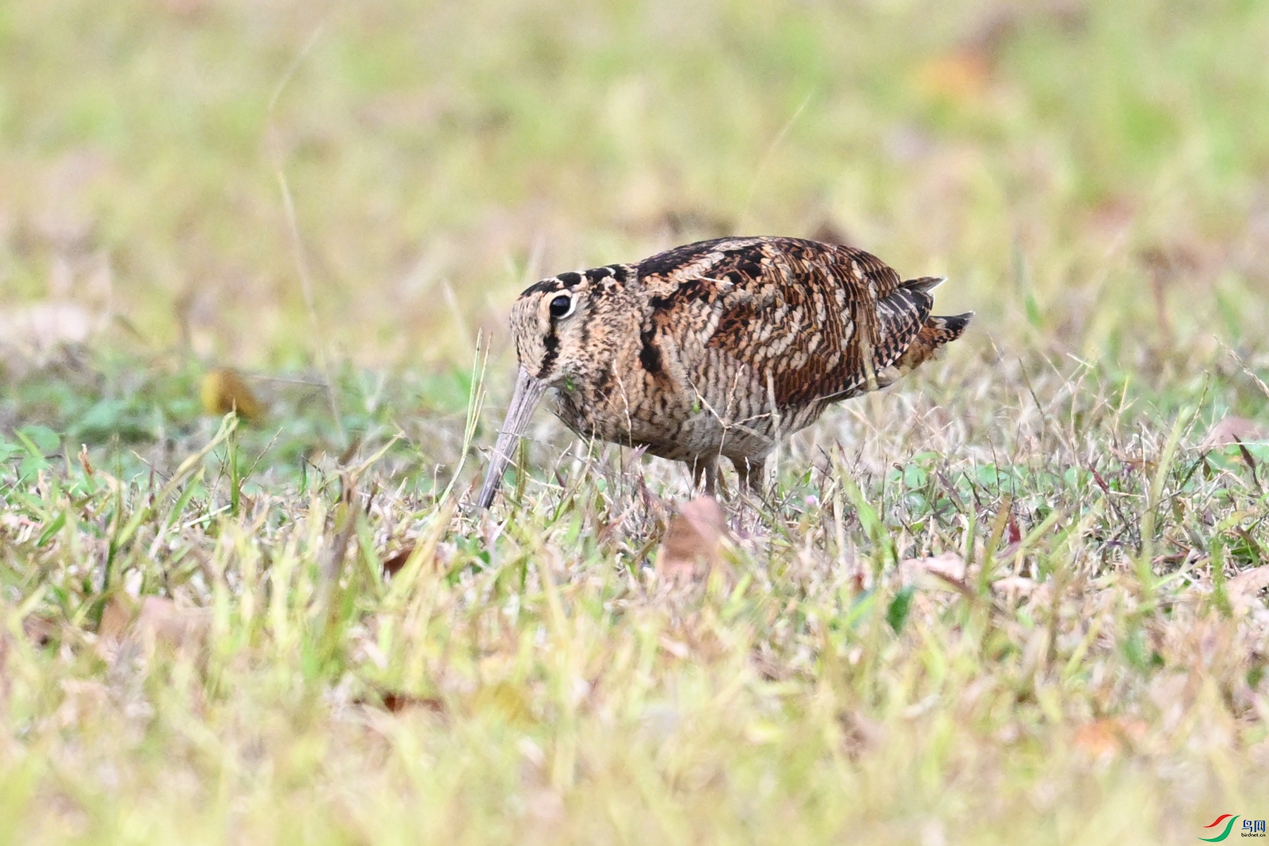 DSC_8561.JPG