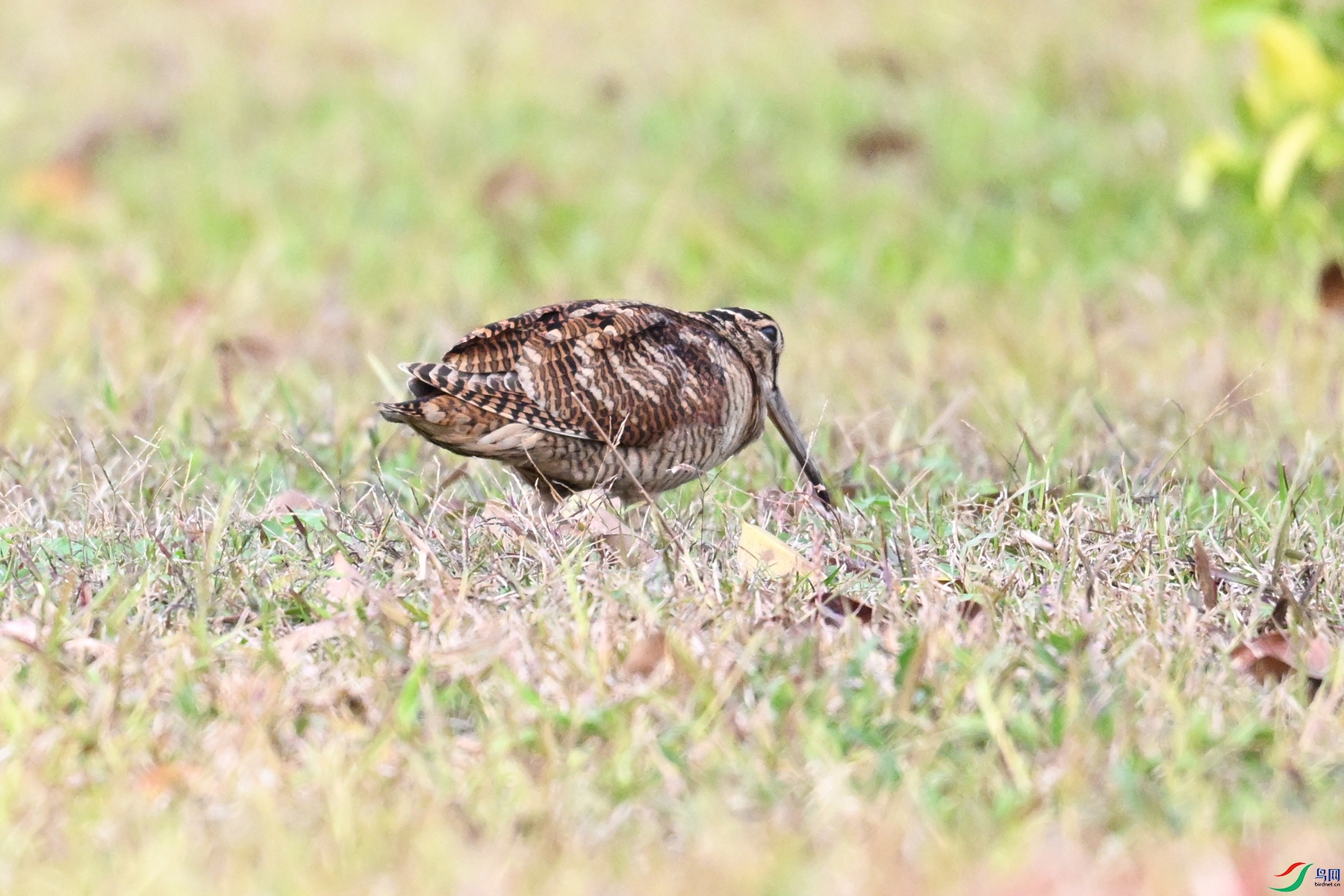 DSC_8605.JPG