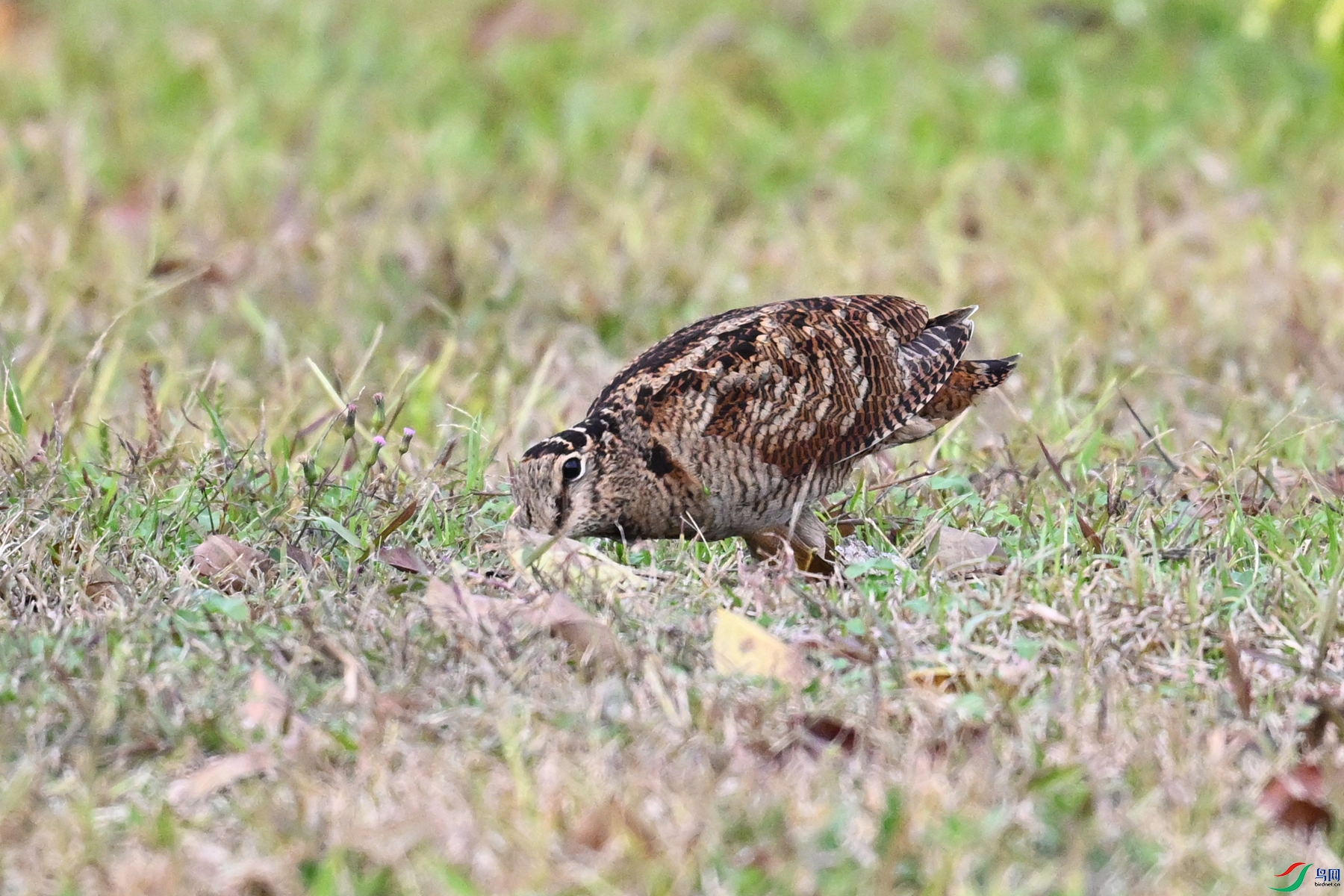 DSC_8626.JPG