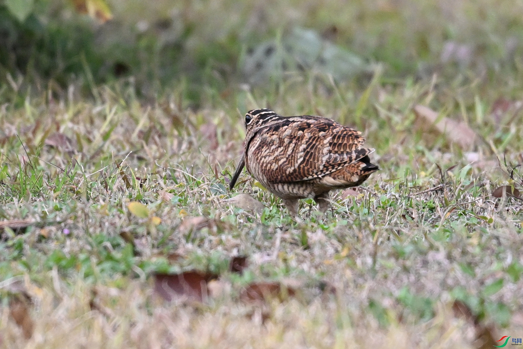 DSC_8646.JPG