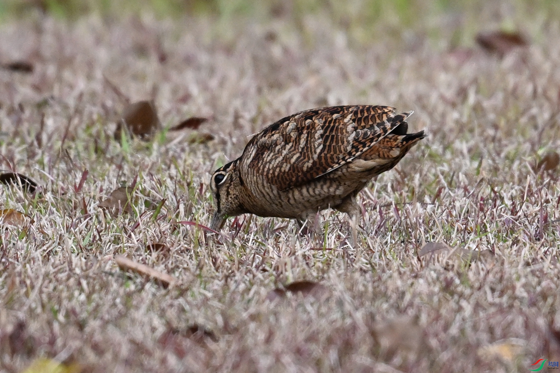 DSC_8648.JPG