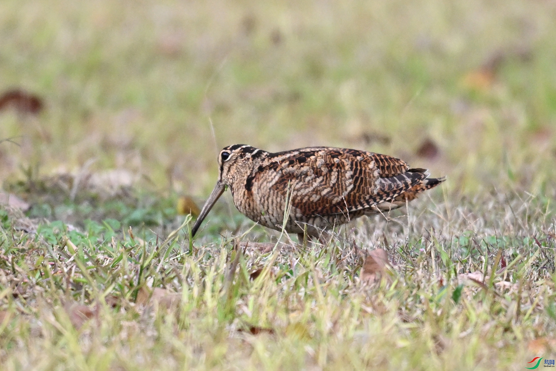 DSC_8565.JPG