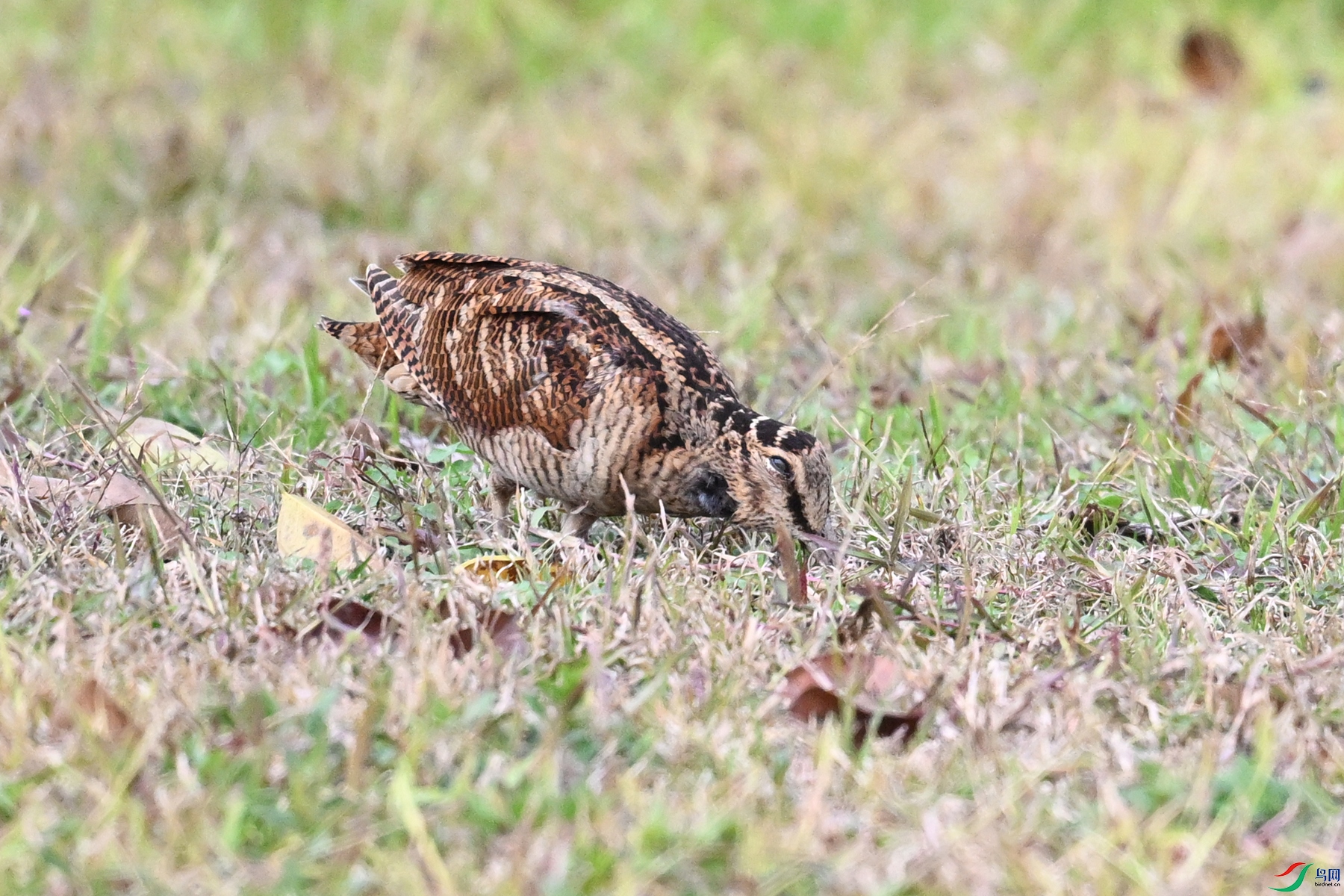 DSC_8610.JPG