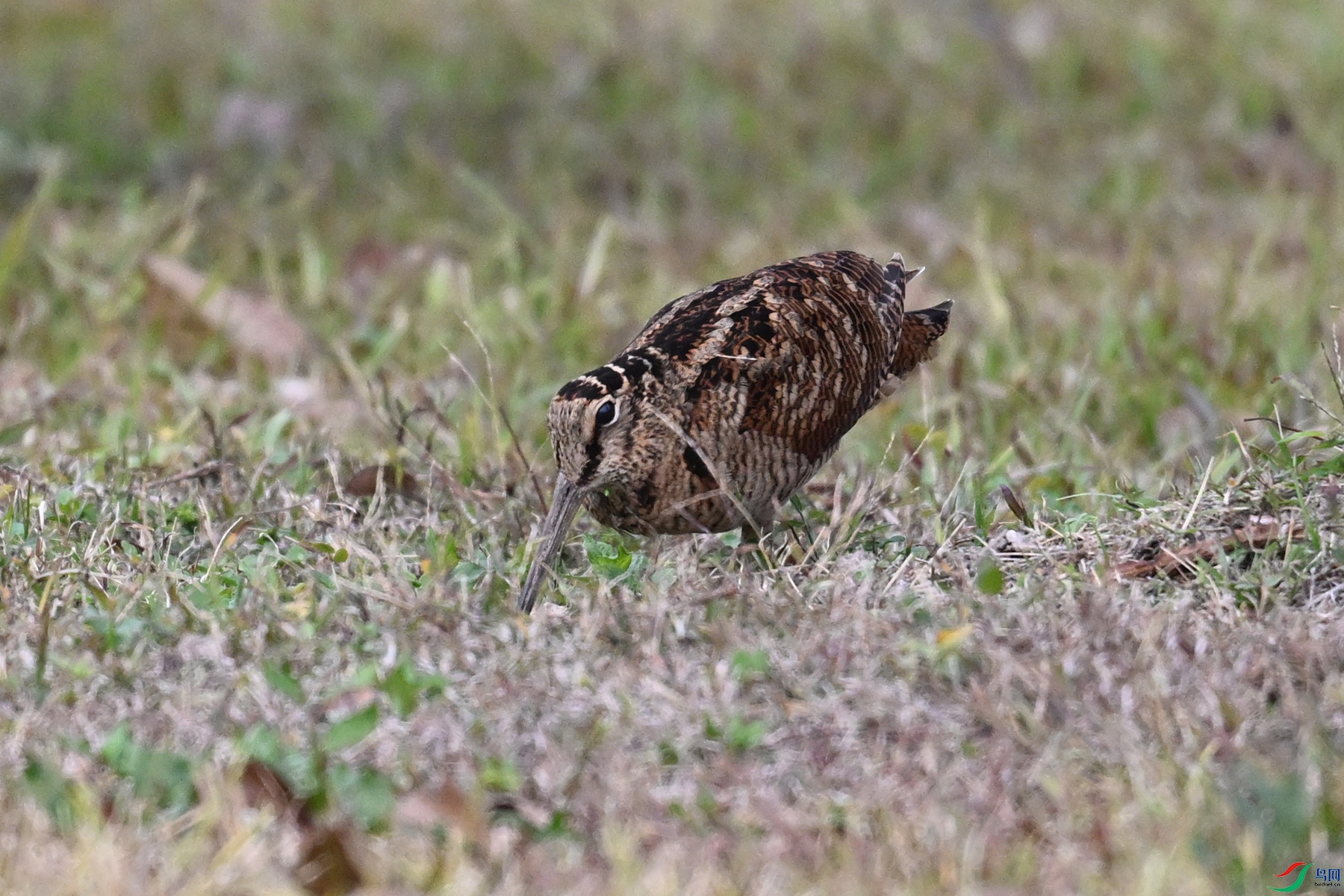 DSC_8635.JPG