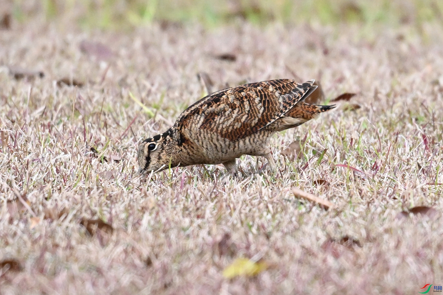 DSC_8653.JPG