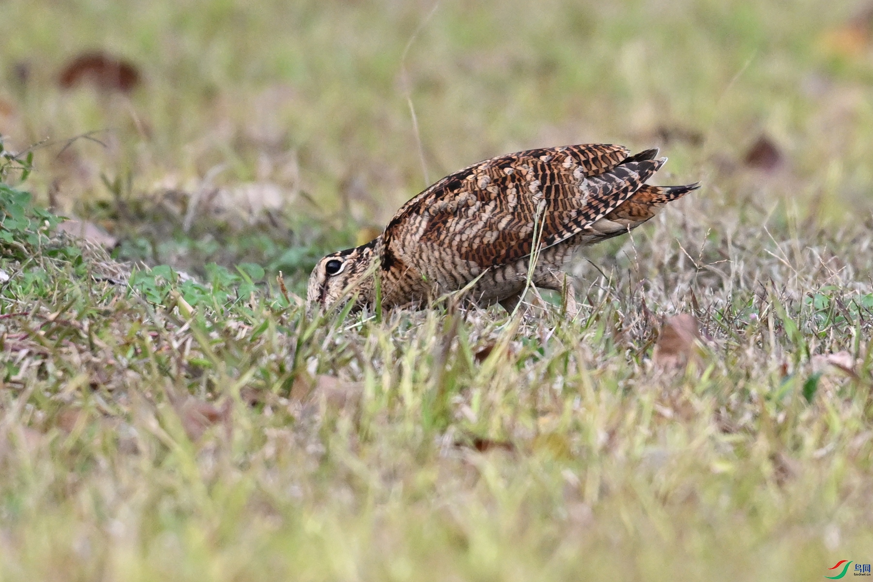 DSC_8568.JPG