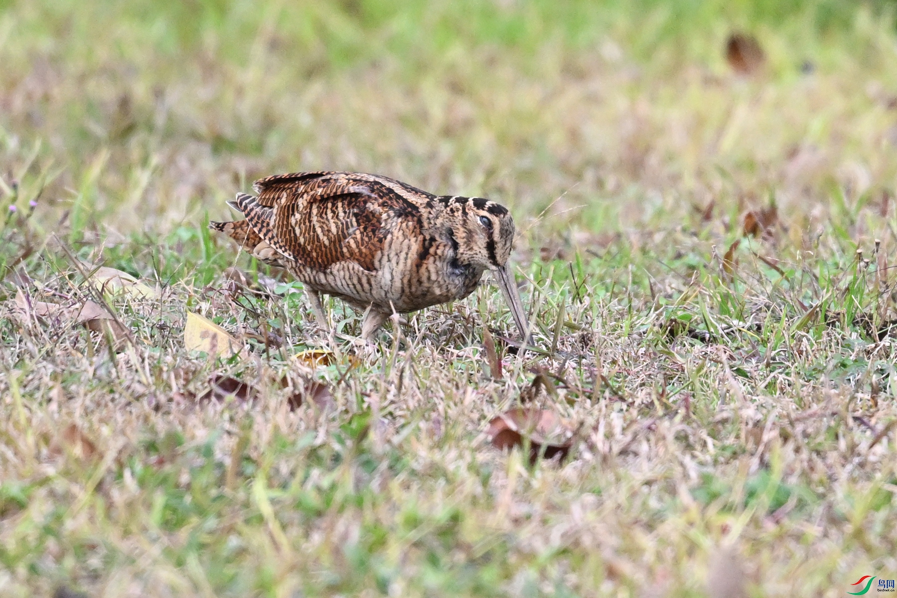 DSC_8613.JPG