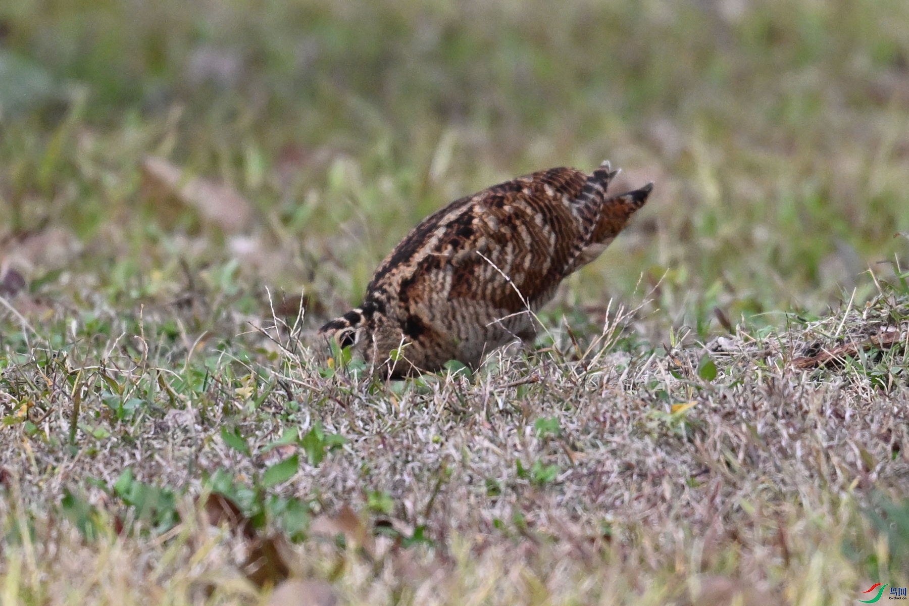 DSC_8639.JPG