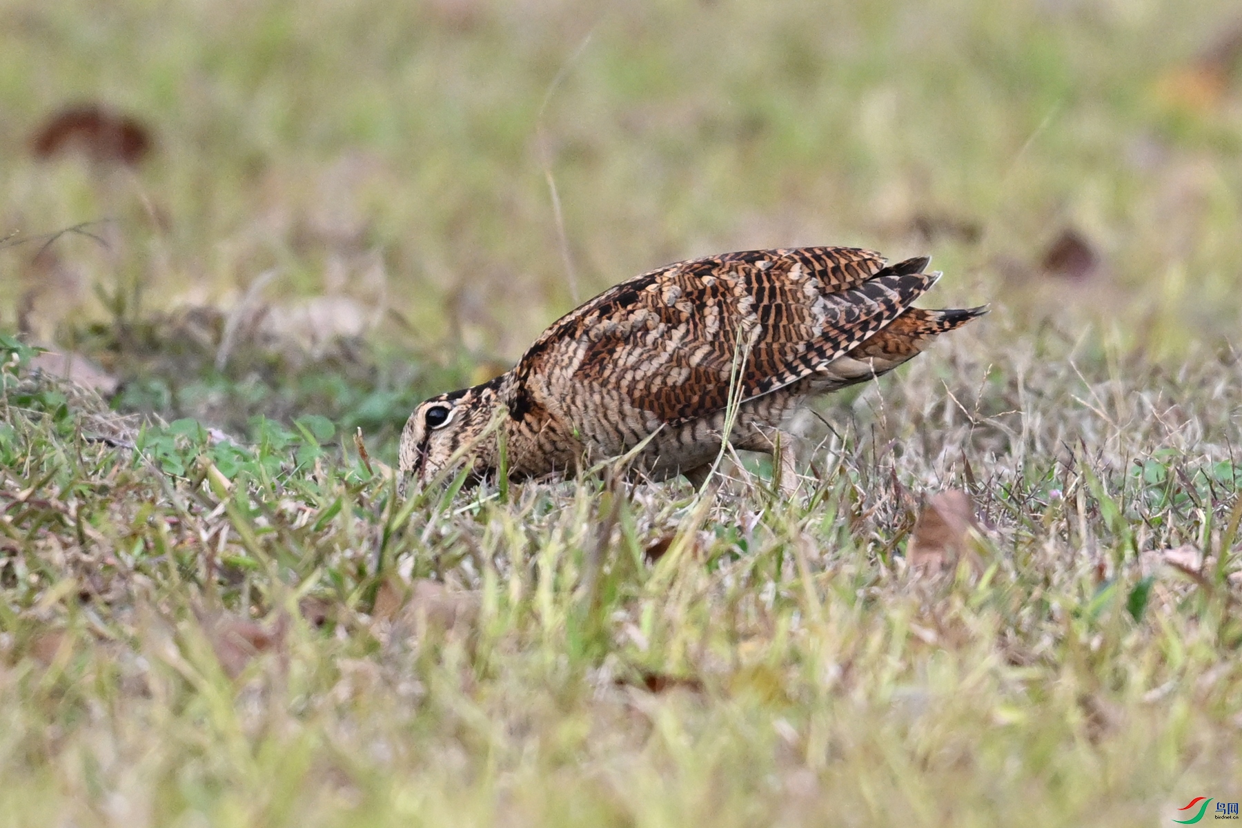 DSC_8571.JPG