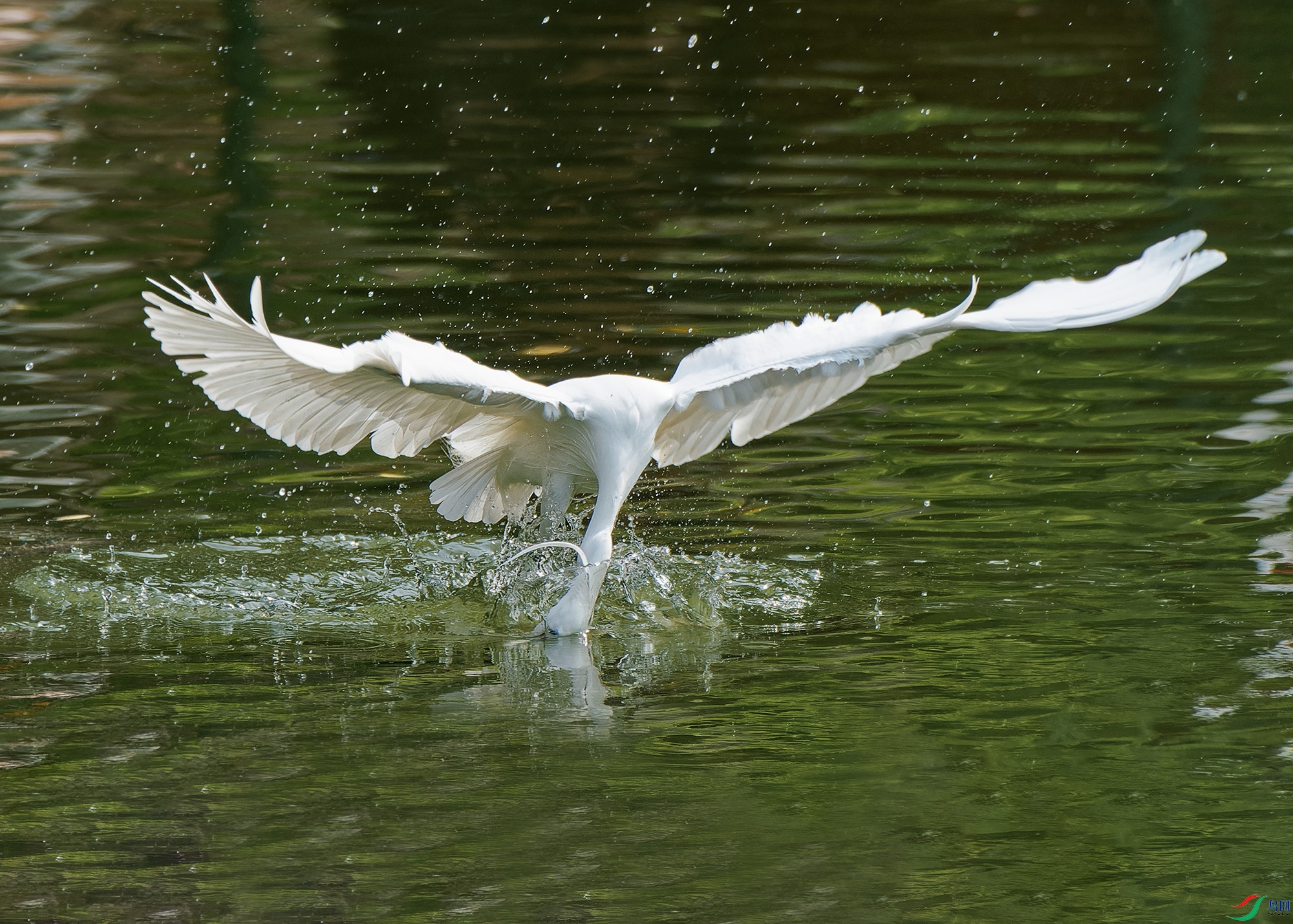 P5130172-1.jpg