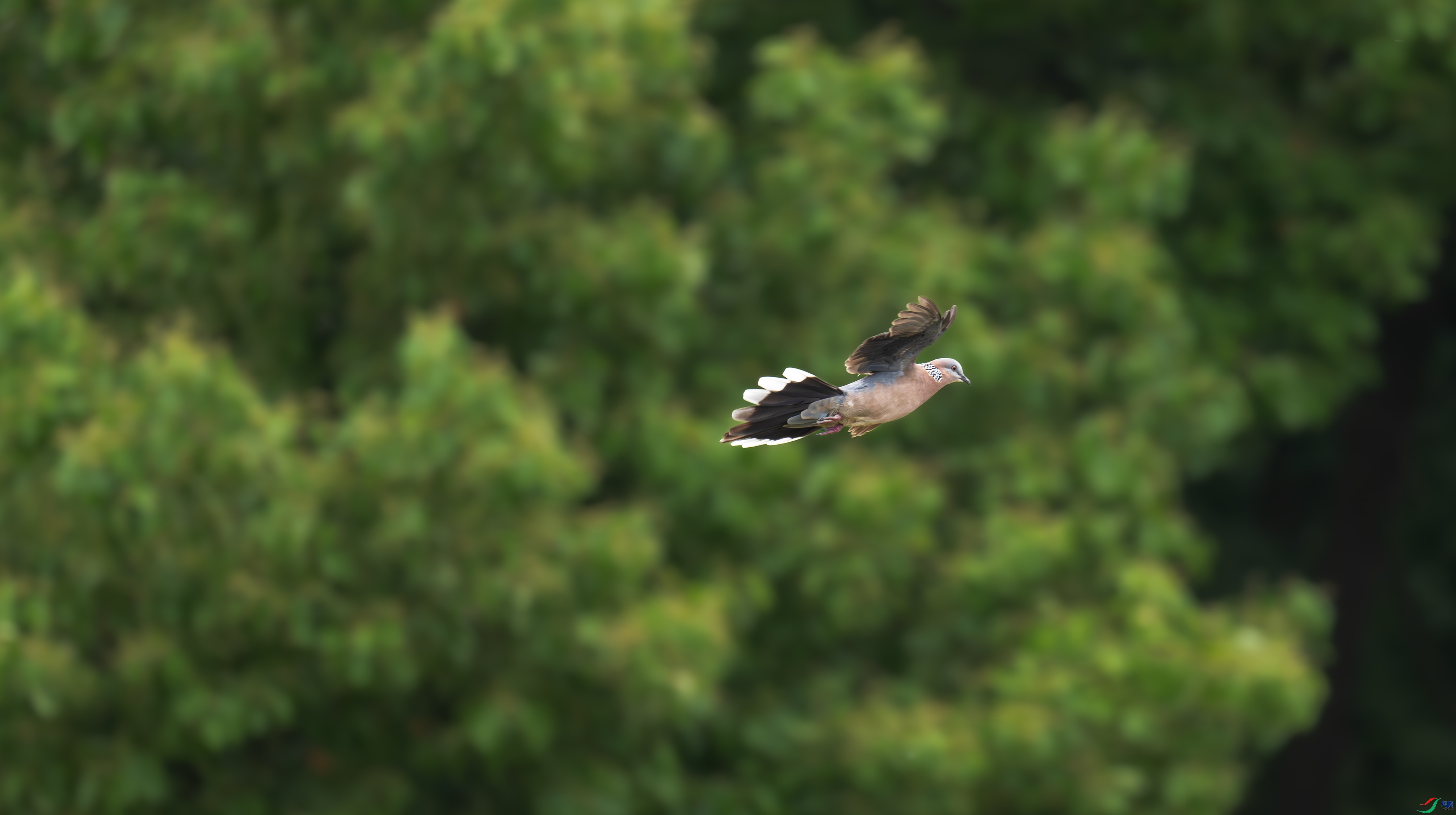 DSC_8523.jpg