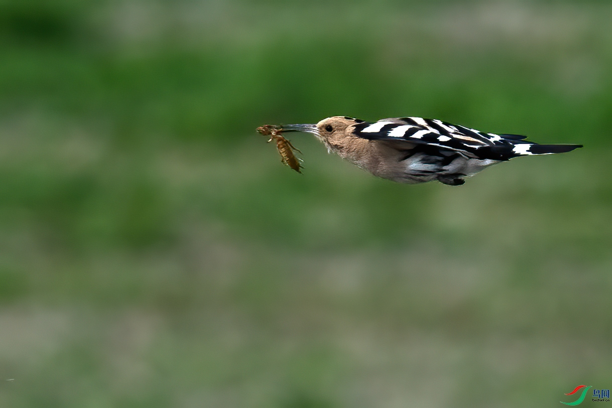 DSC_6003.jpg