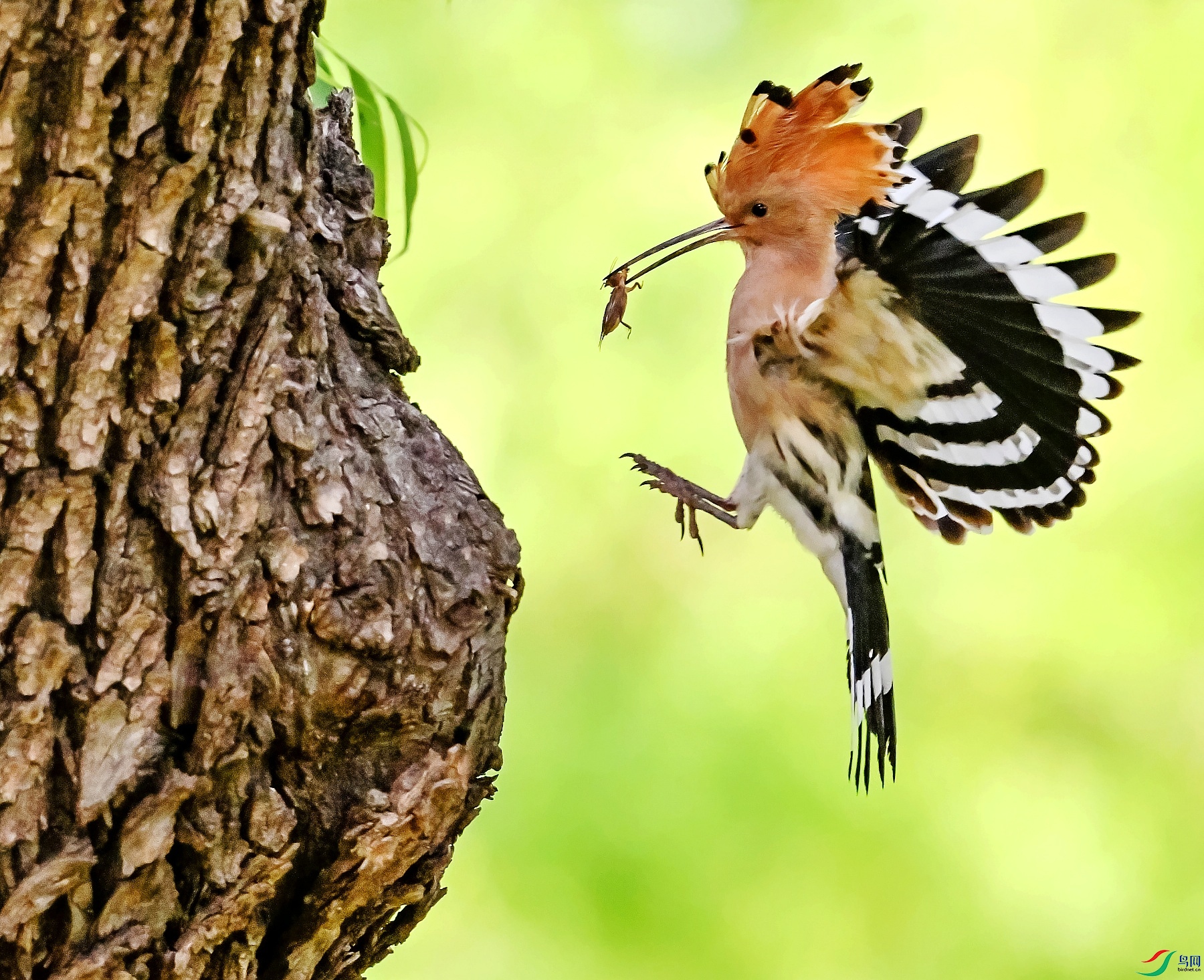 DSC_3116��ʳ�鳲.jpg