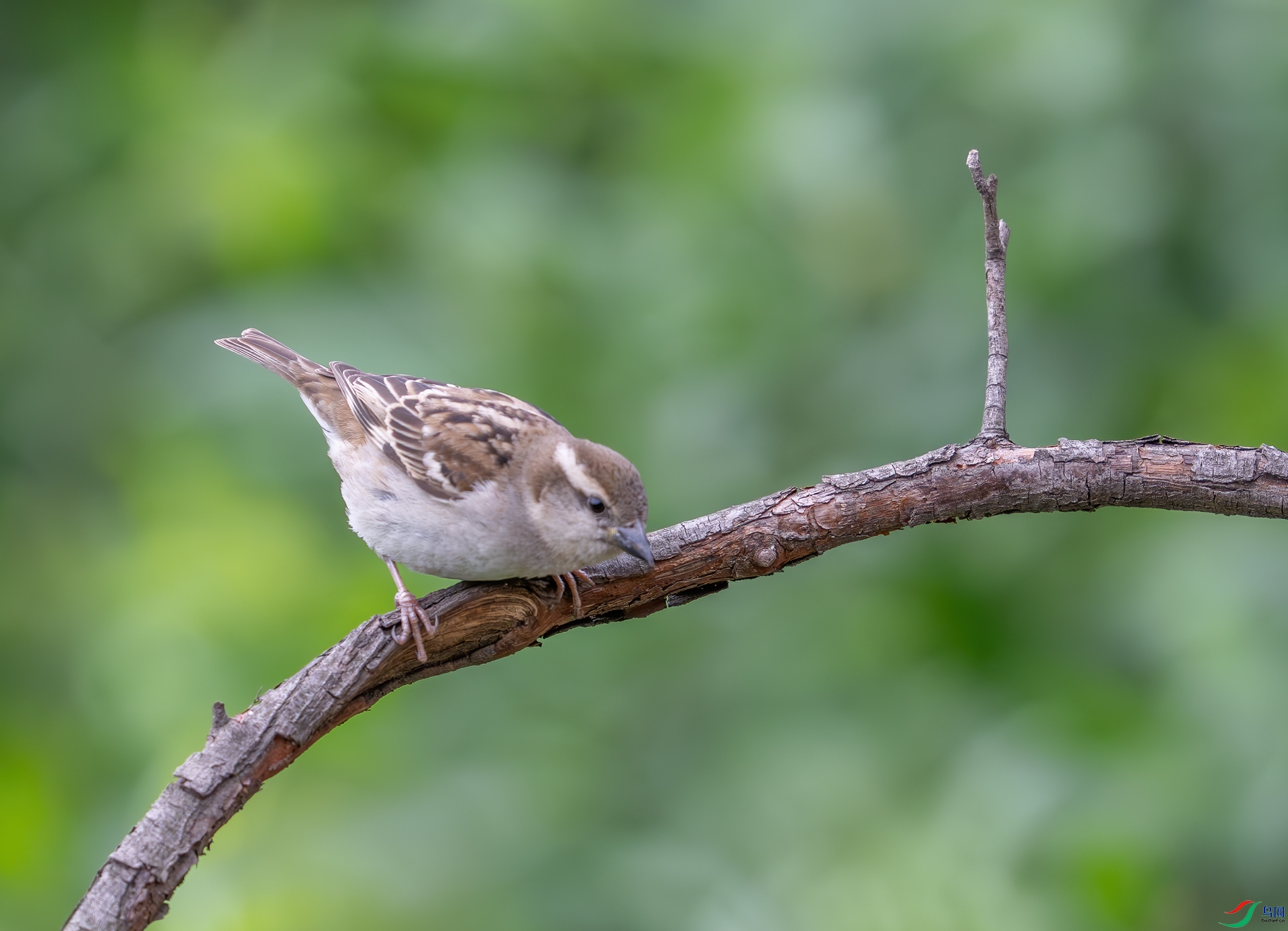 DSC_3064-1.jpg