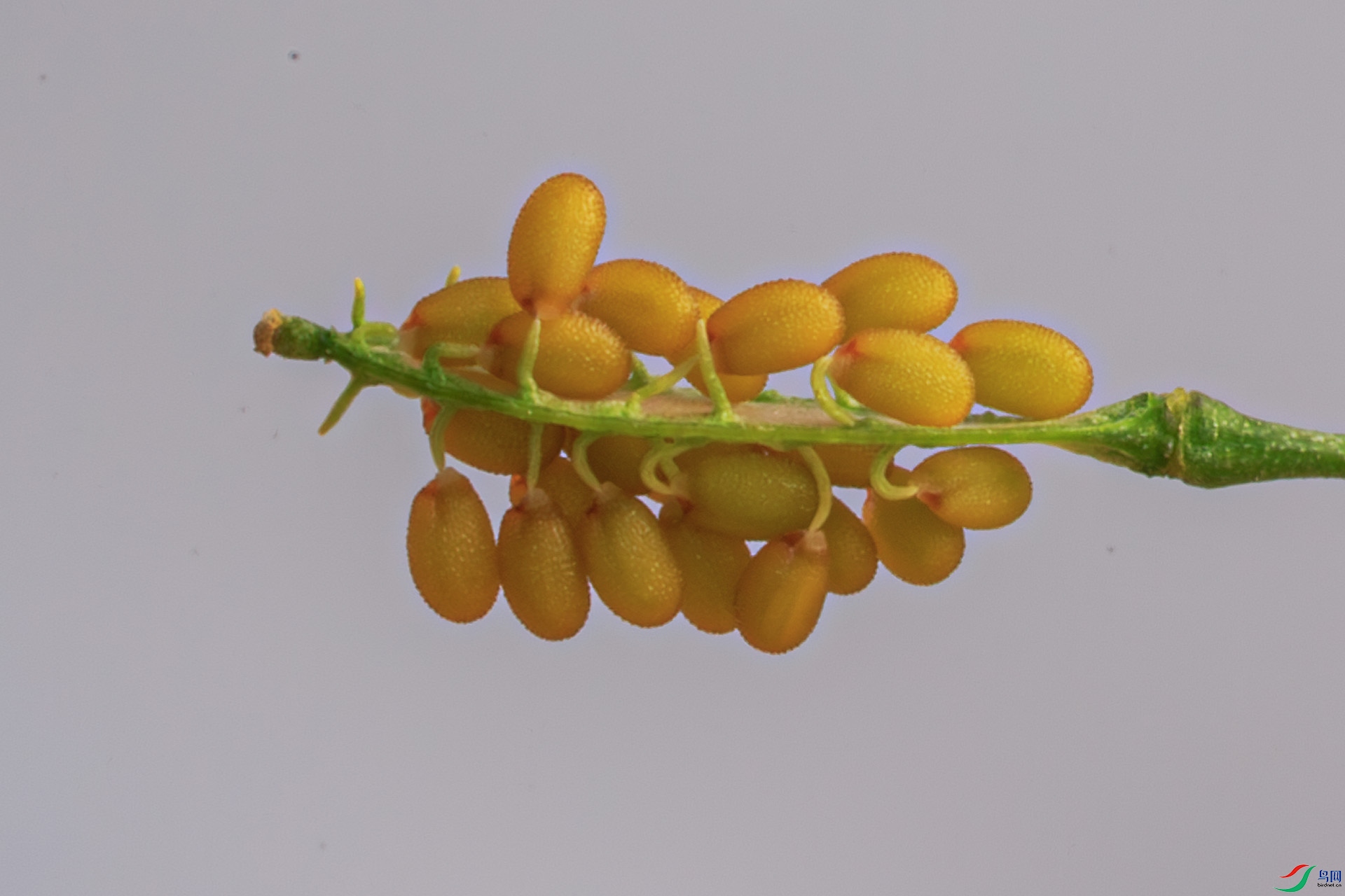 N38A4553-1-����ǿ-NR.jpg