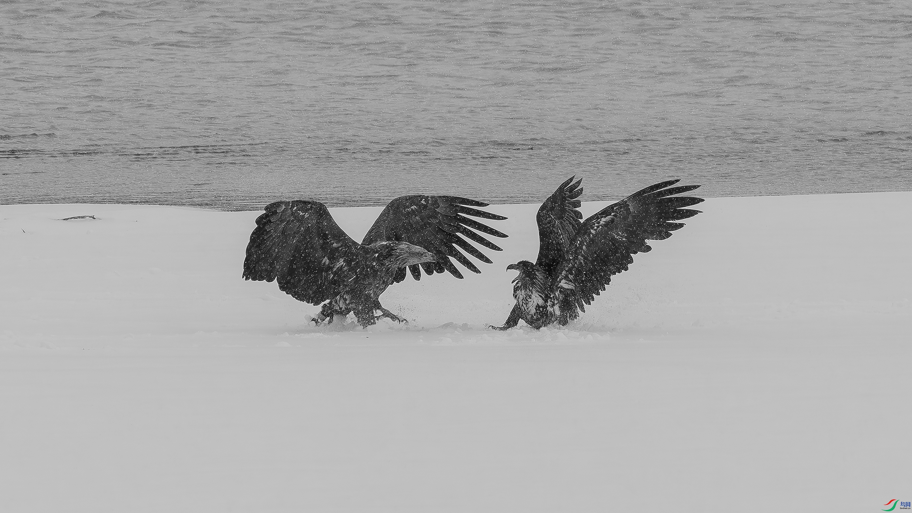 _O7A6897-ѩҰ����.jpg
