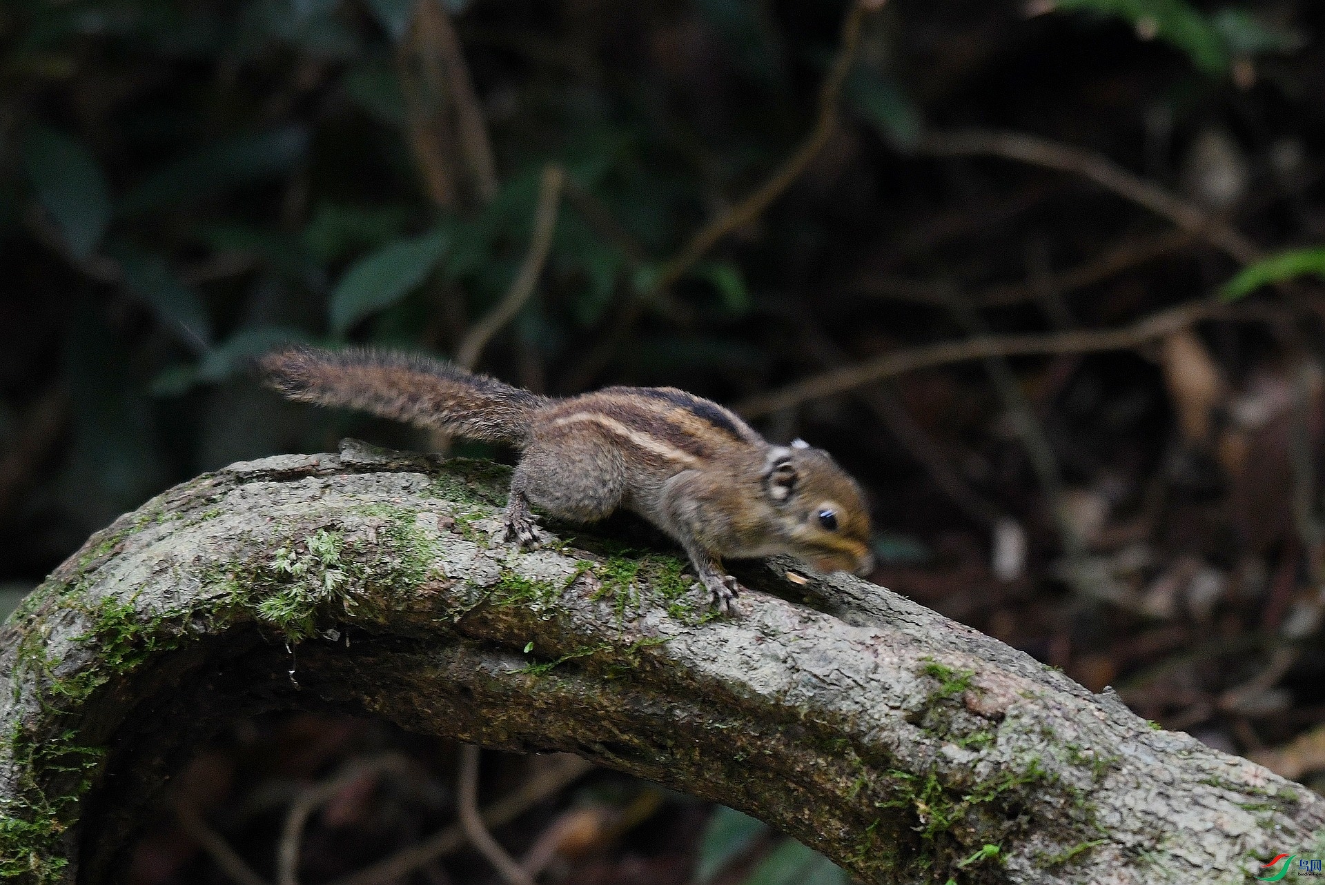 DSC_3678.jpg