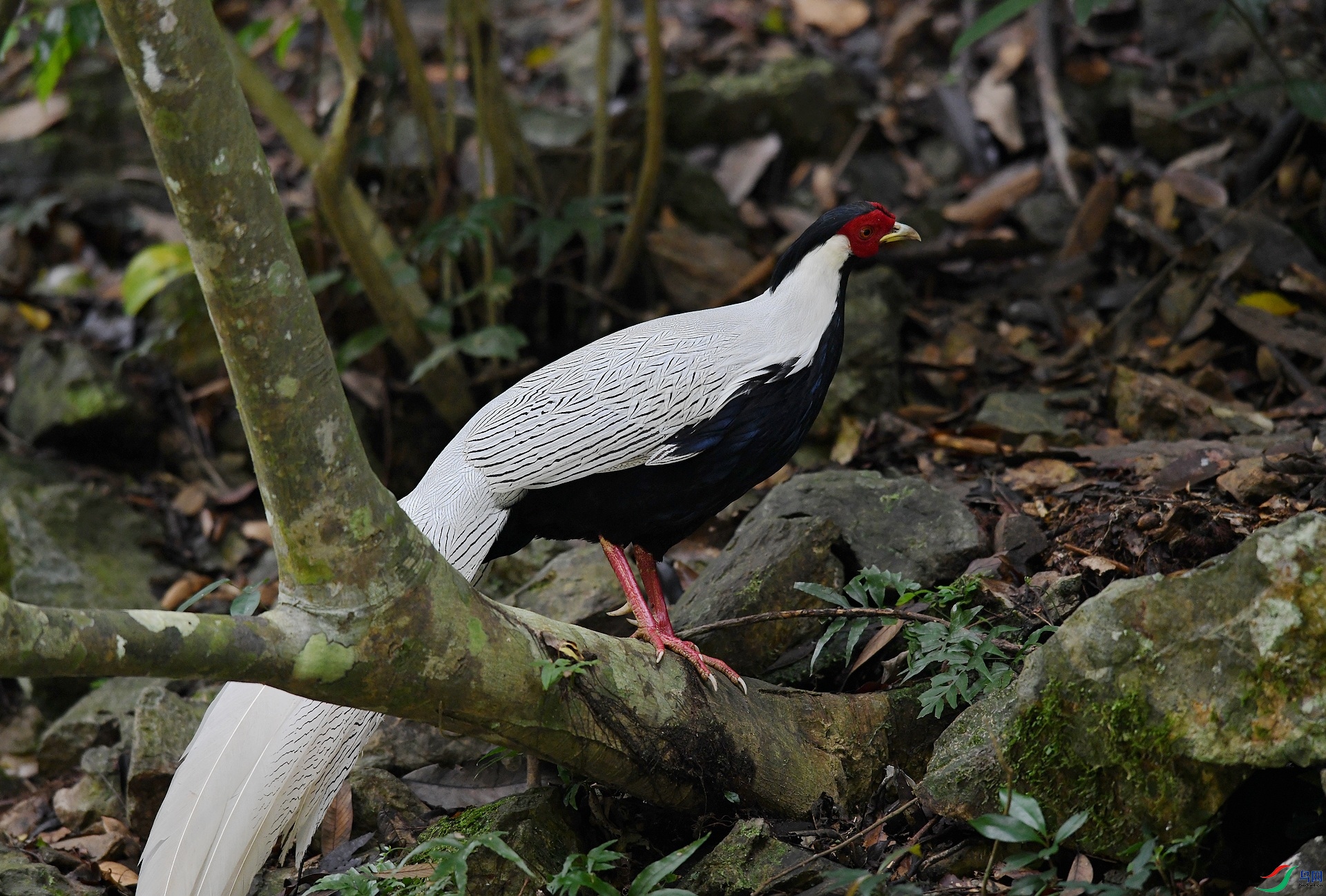 DSC_7361.jpg