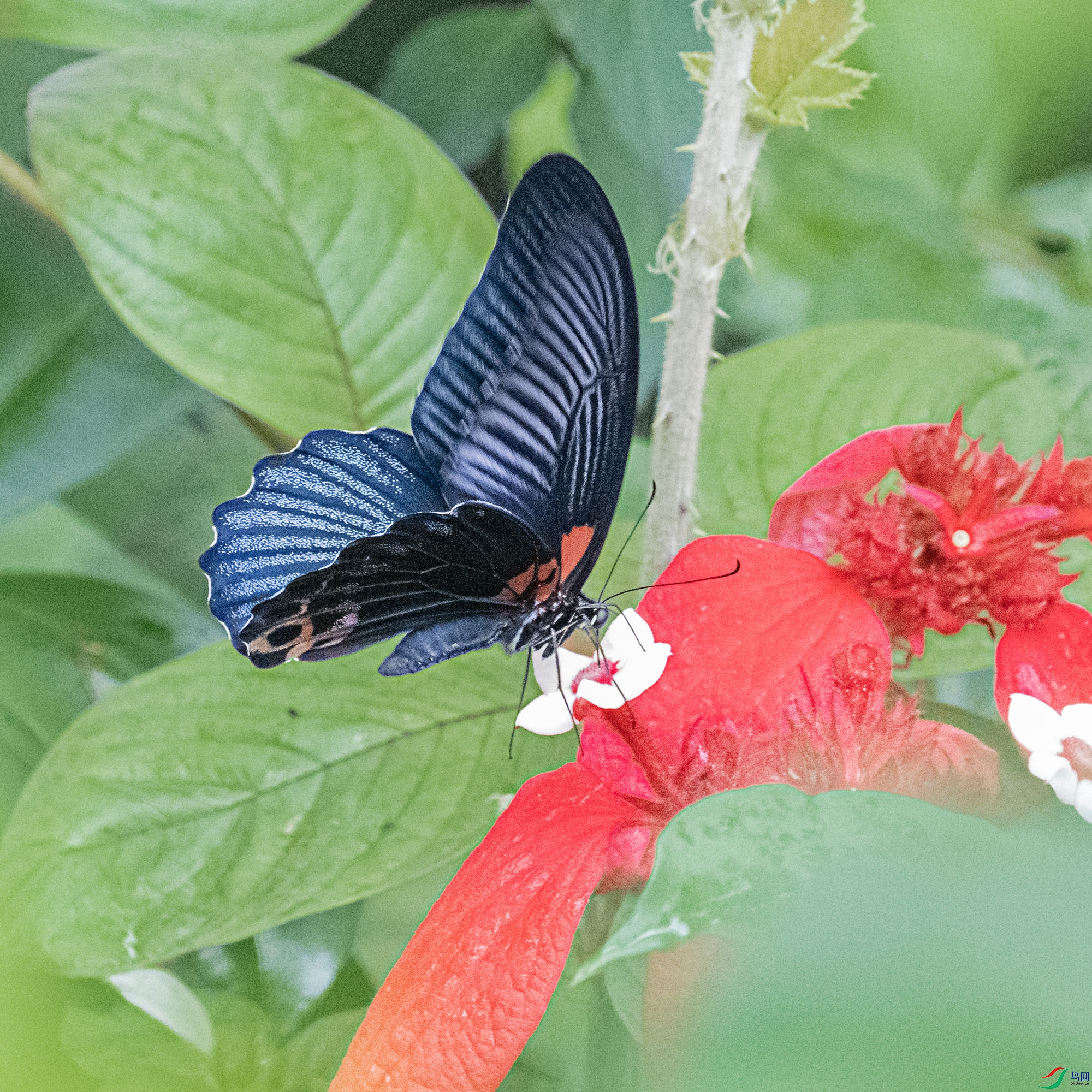 DSC_2603.jpg