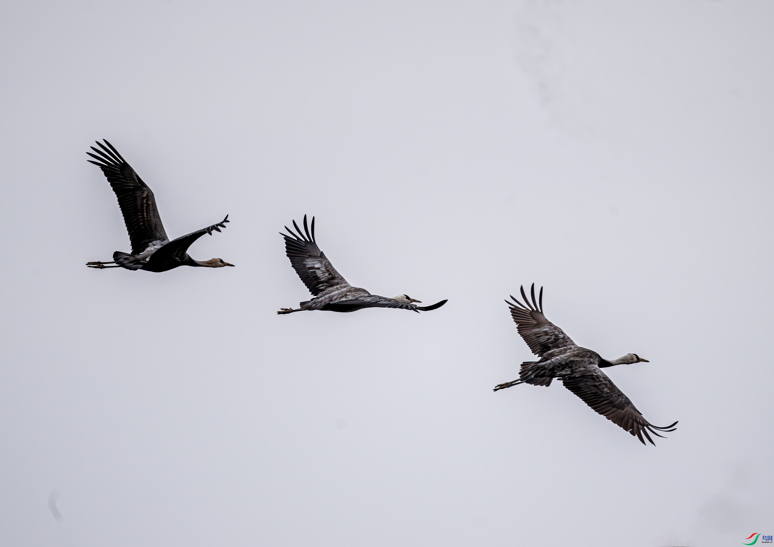 DSC_6118-11.jpg