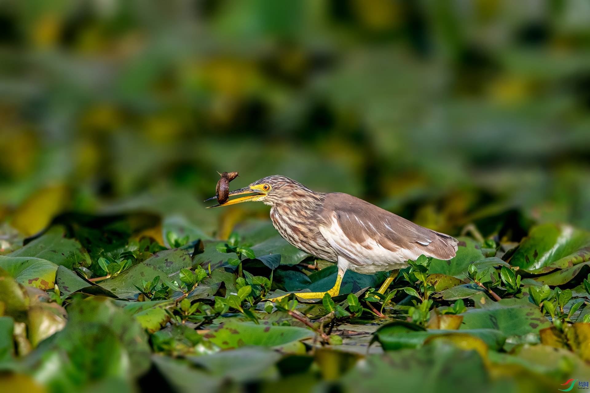 _AUU9438 ���(26.3.21).jpg