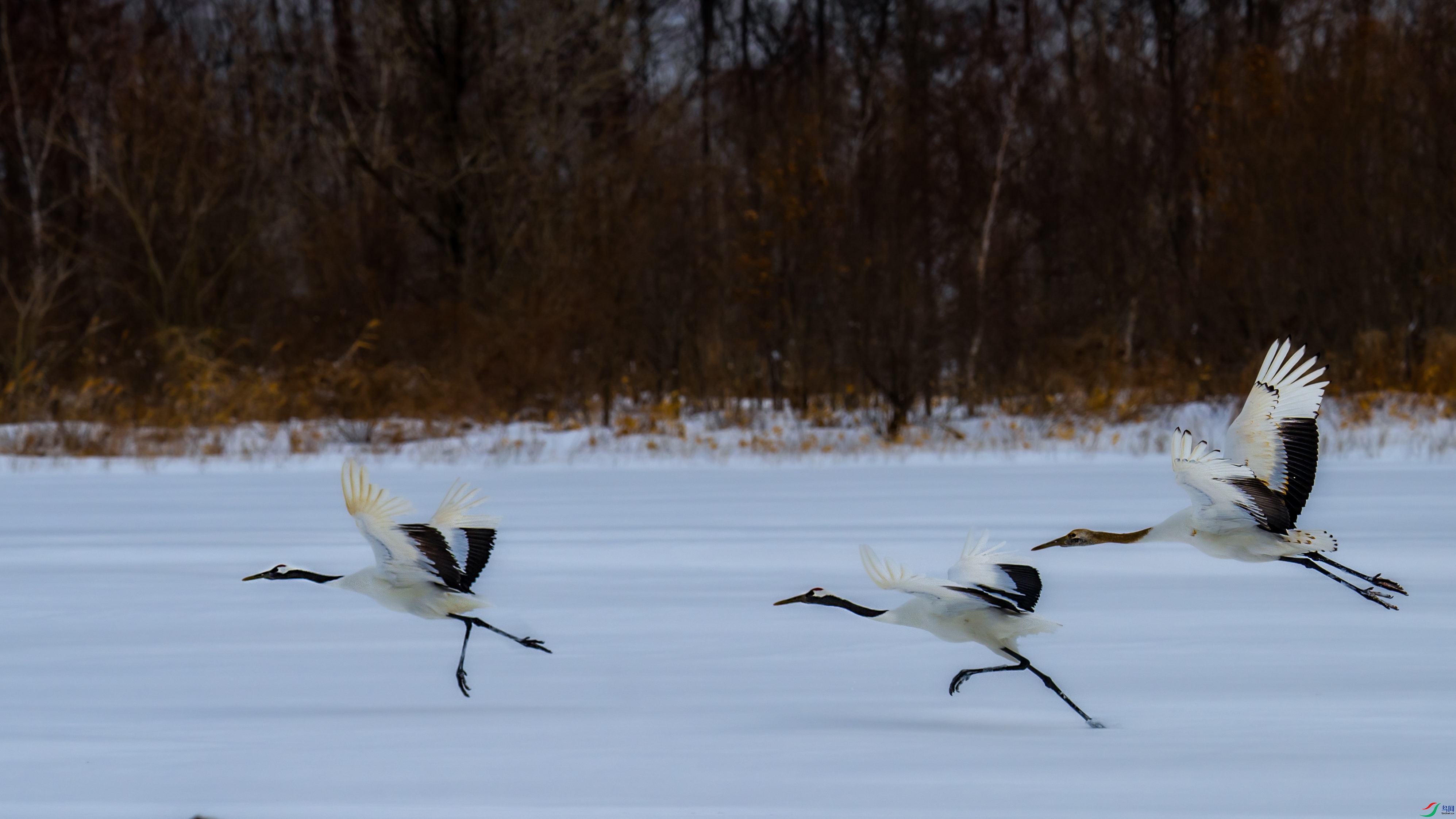 _DSC0680-1_1.jpg