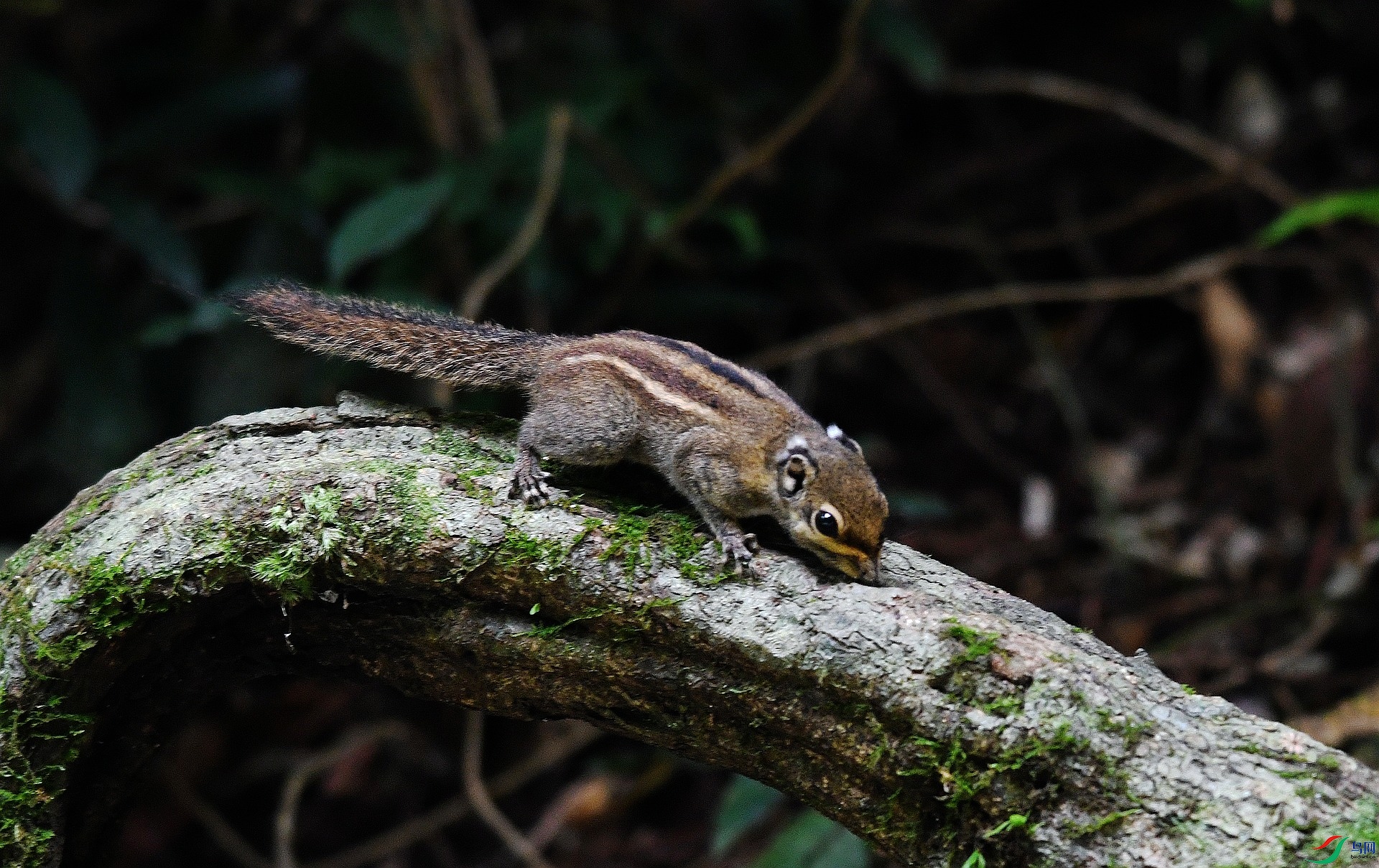 DSC_3676.jpg