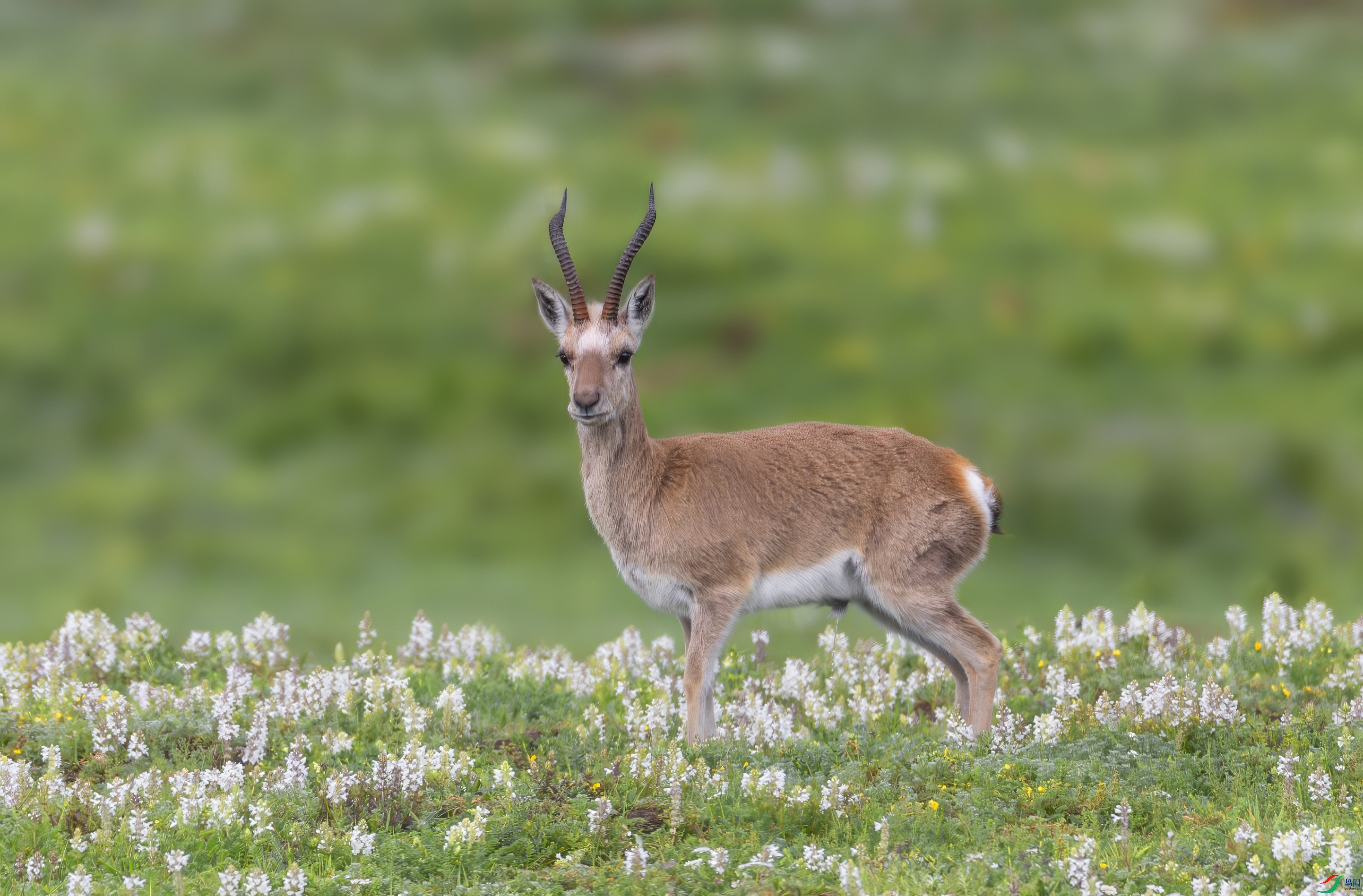 _X0A2903-topaz-denoise.jpeg