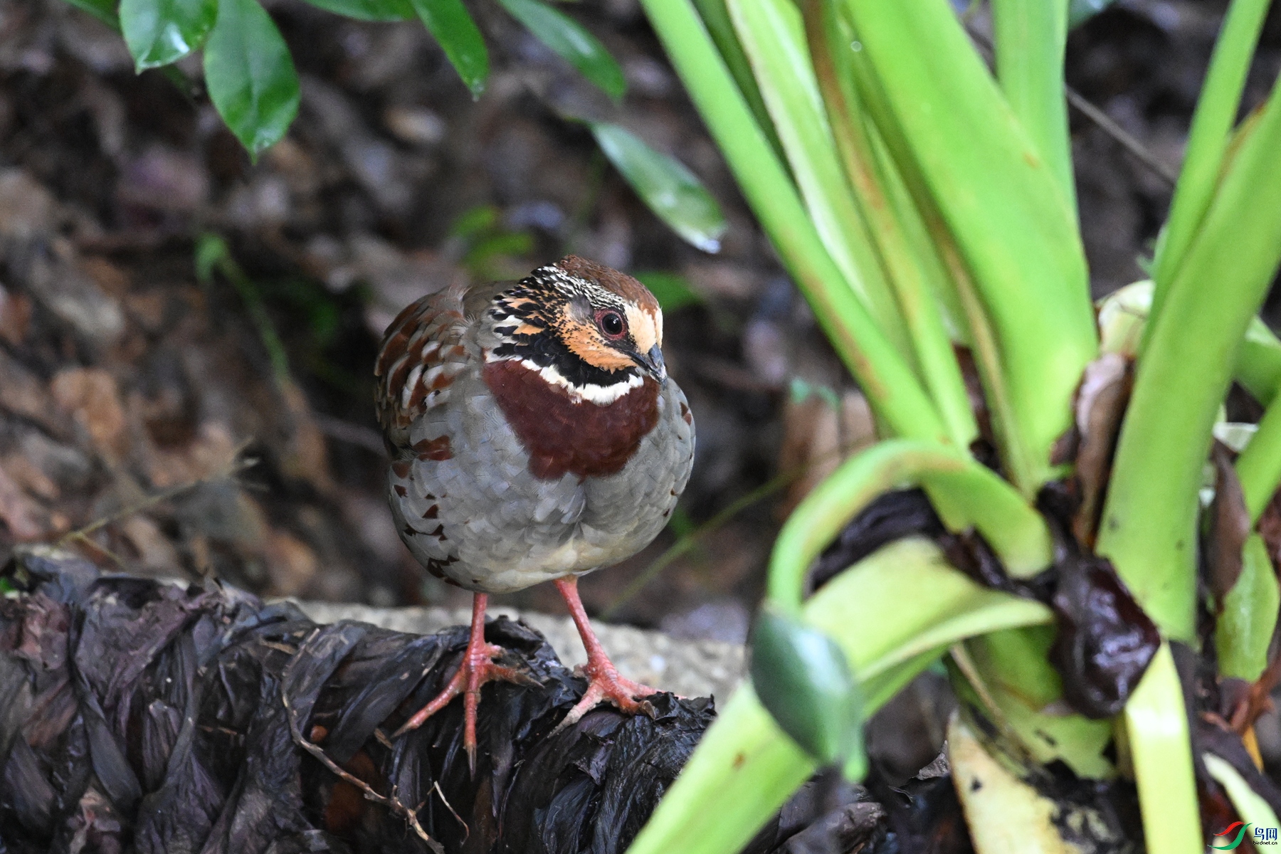 DSC_3741.JPG