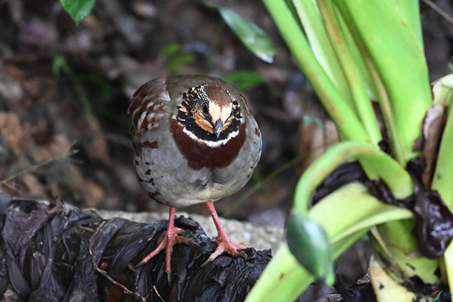 DSC_3747.JPG