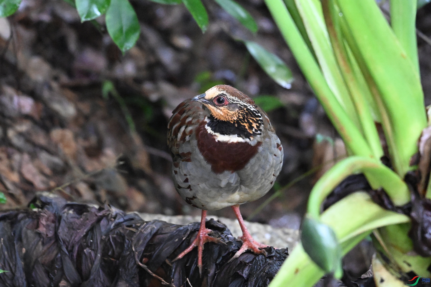 DSC_3721.JPG