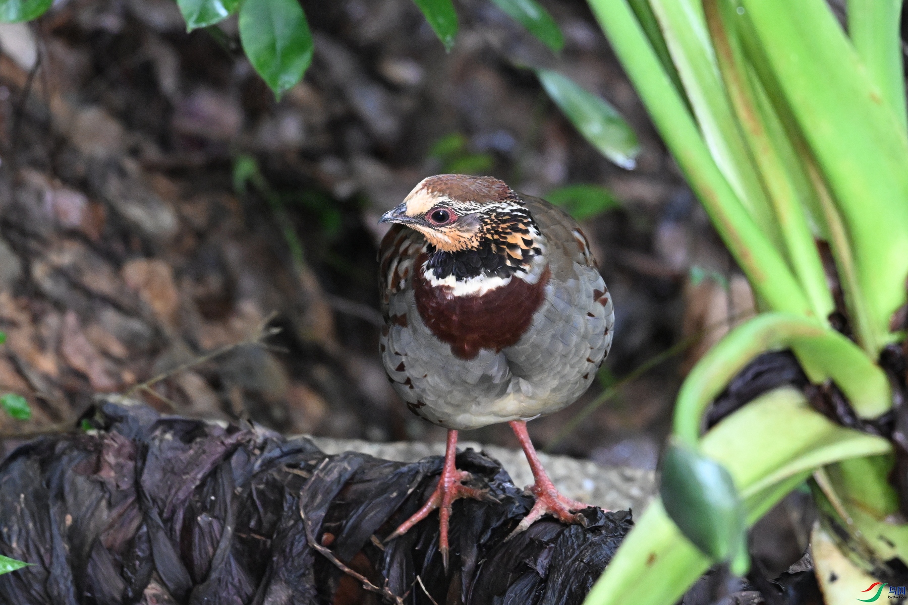 DSC_3750.JPG