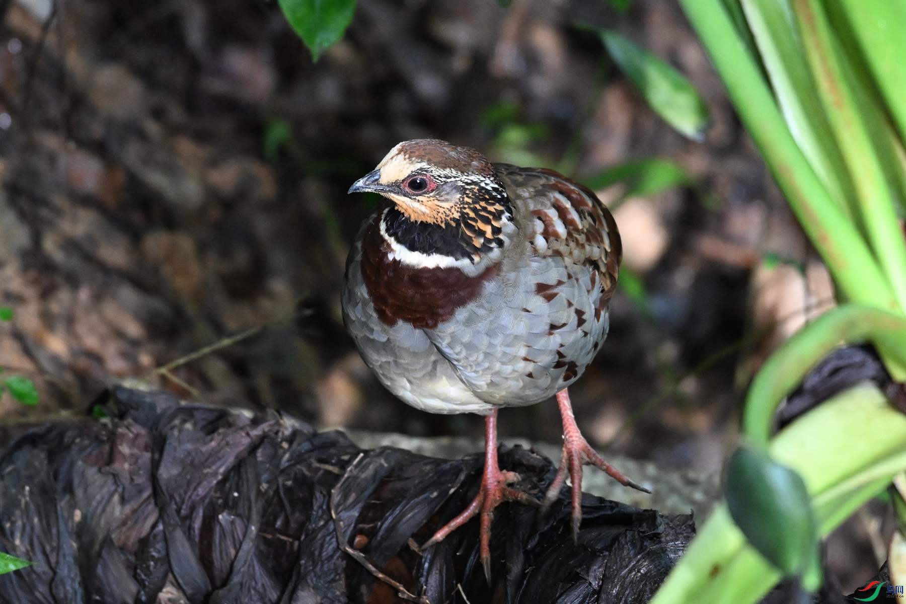 DSC_3775.JPG