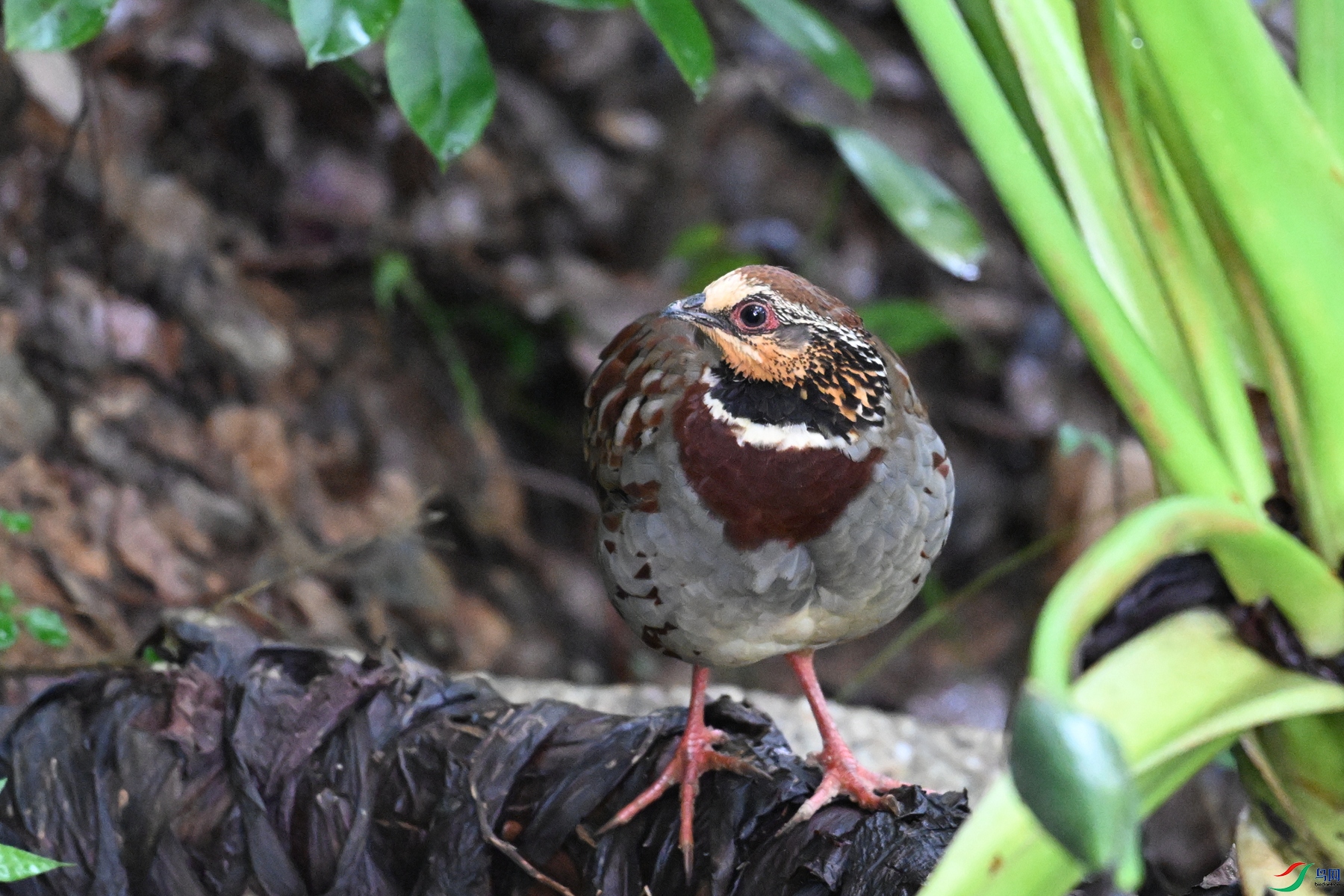 DSC_3723.JPG