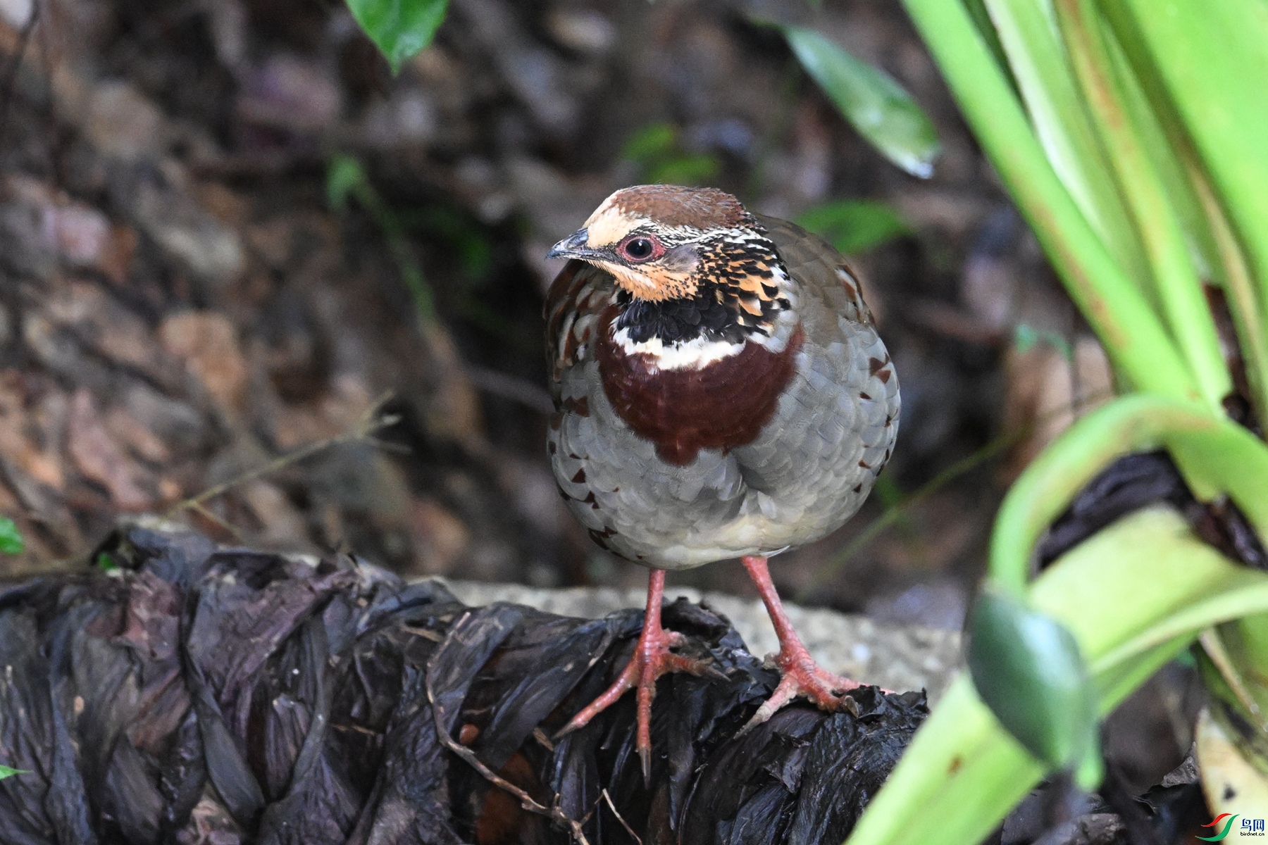 DSC_3753.JPG
