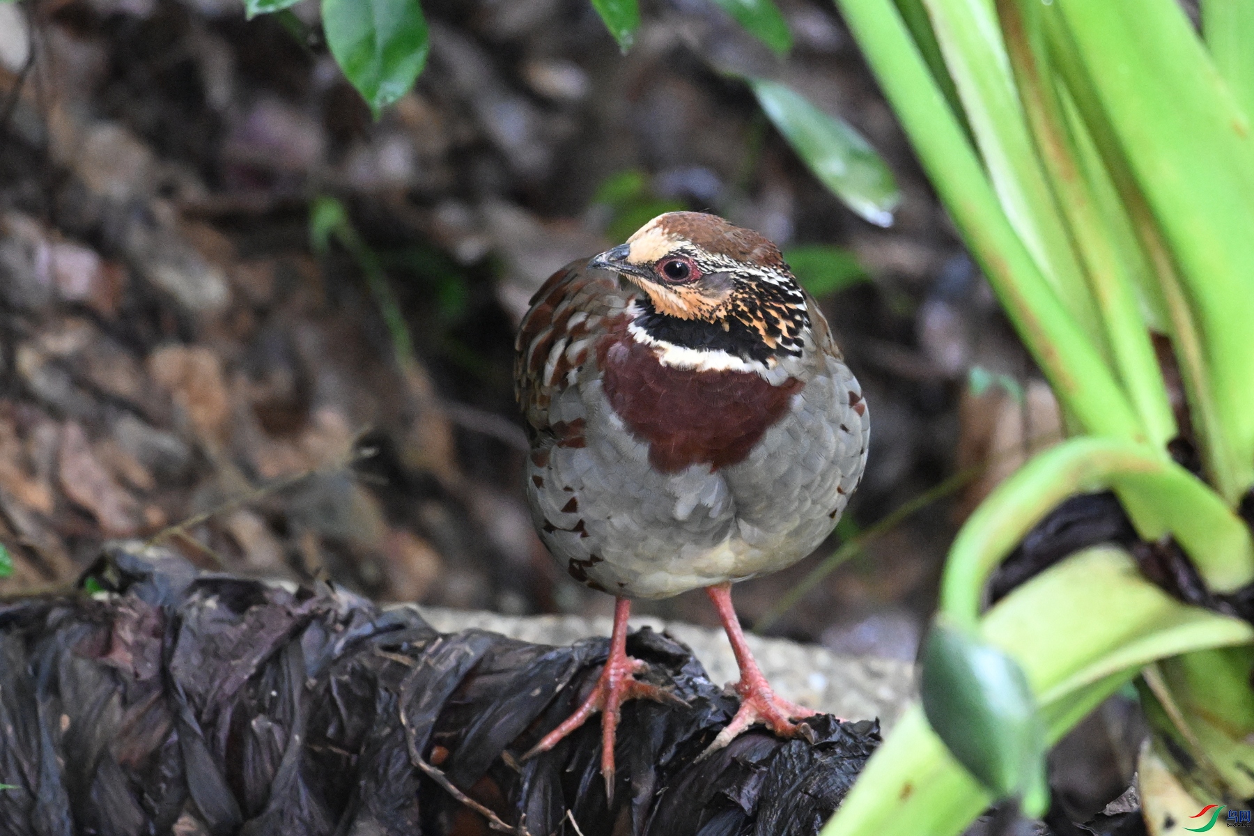 DSC_3733.JPG