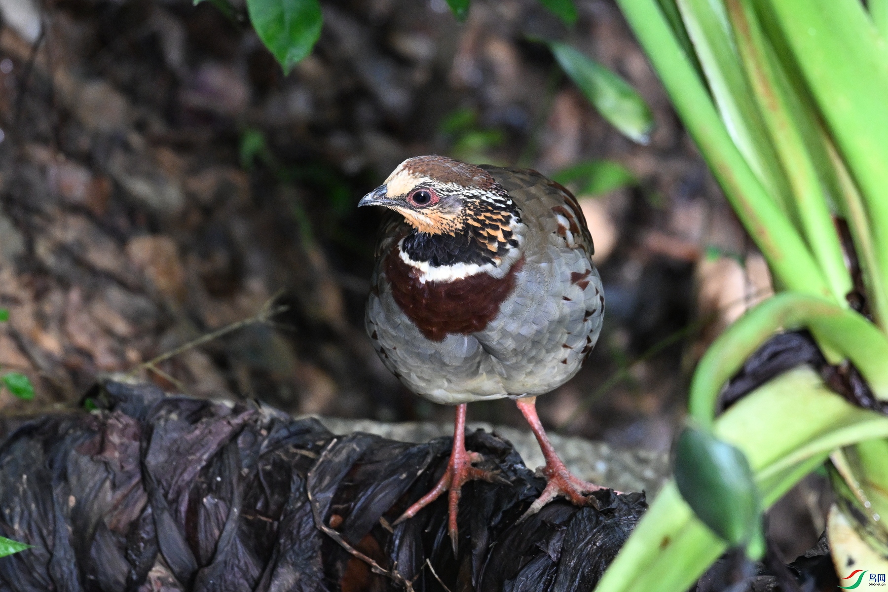 DSC_3767.JPG