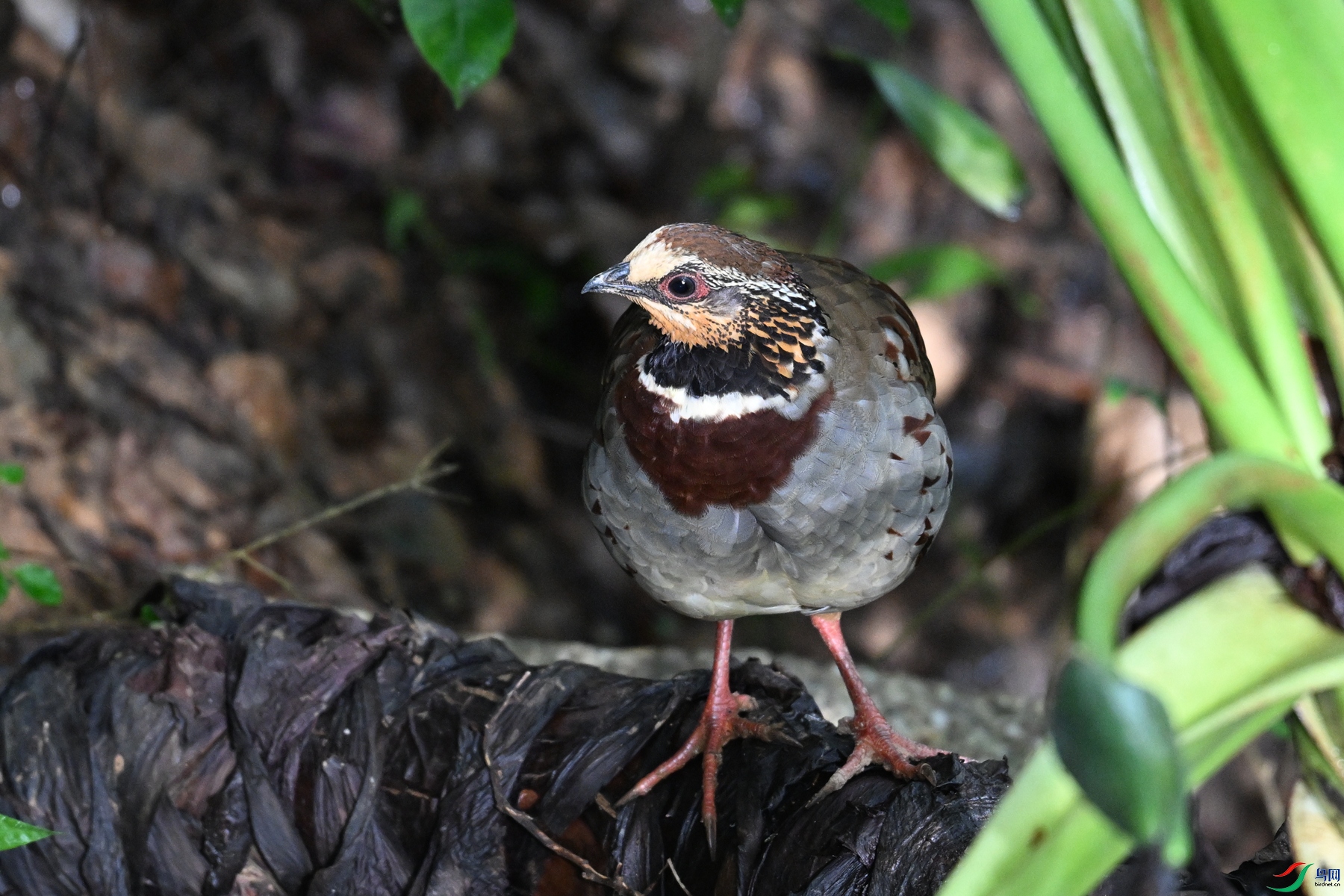 DSC_3772.JPG