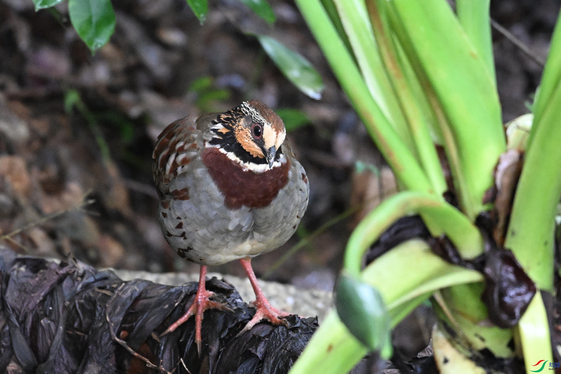 DSC_3739.JPG