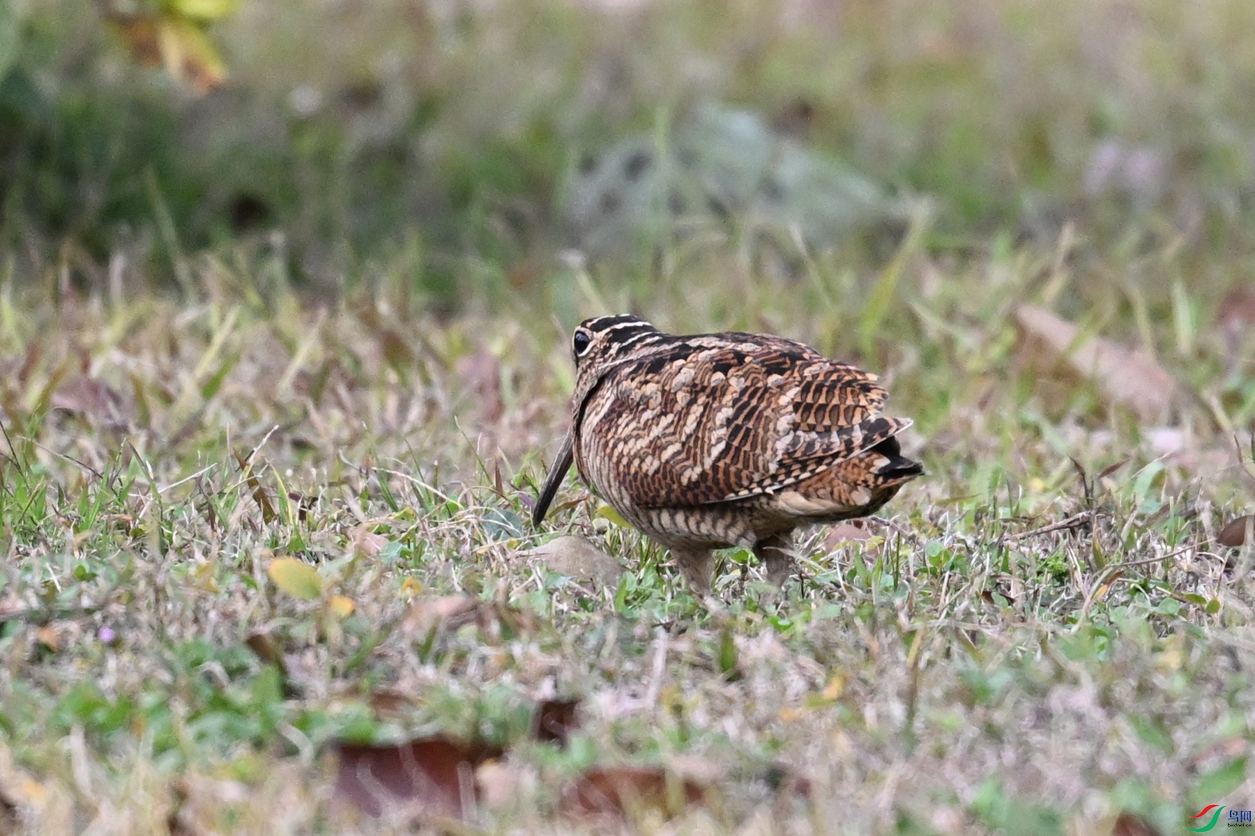 DSC_8645.JPG
