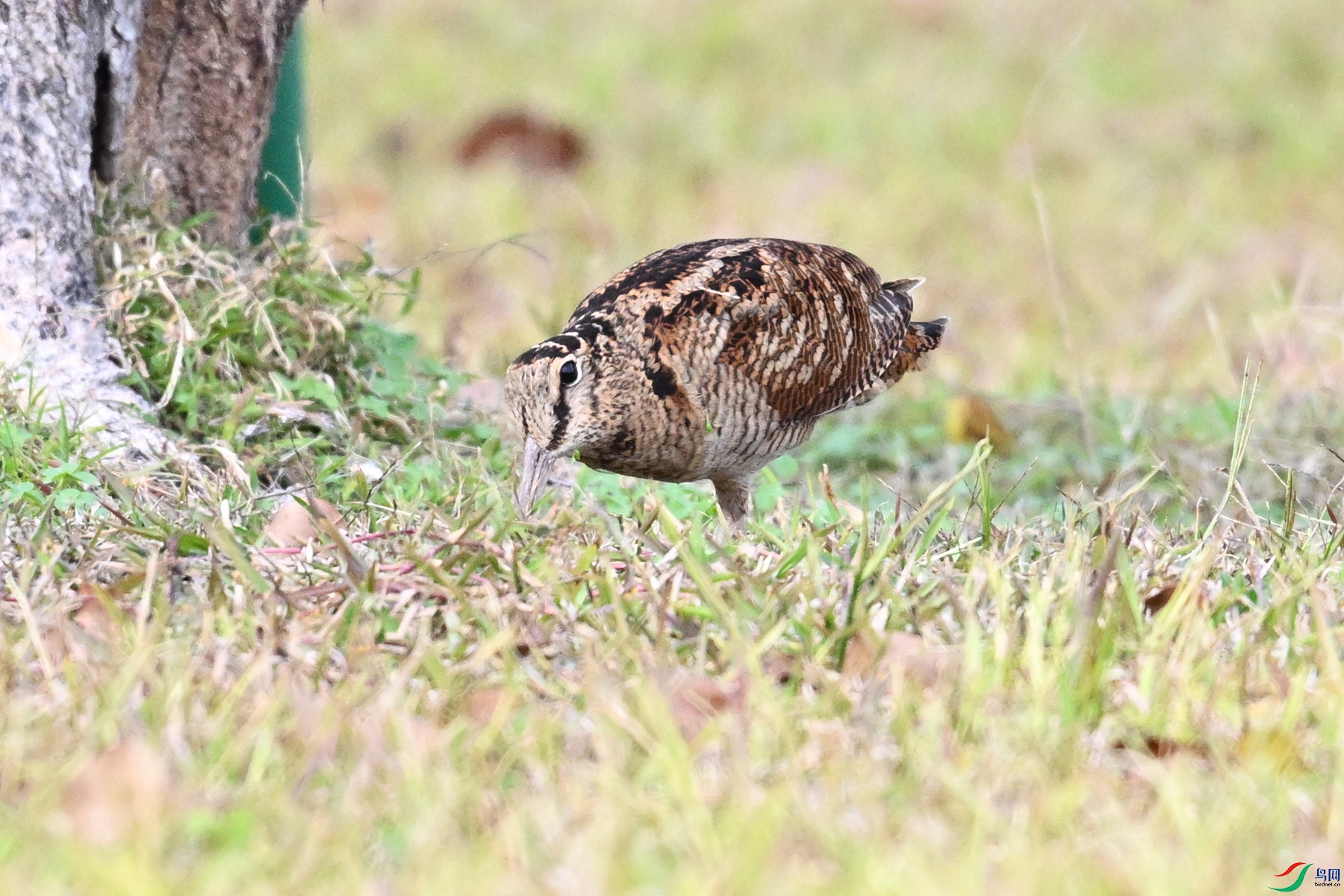 DSC_8584.JPG