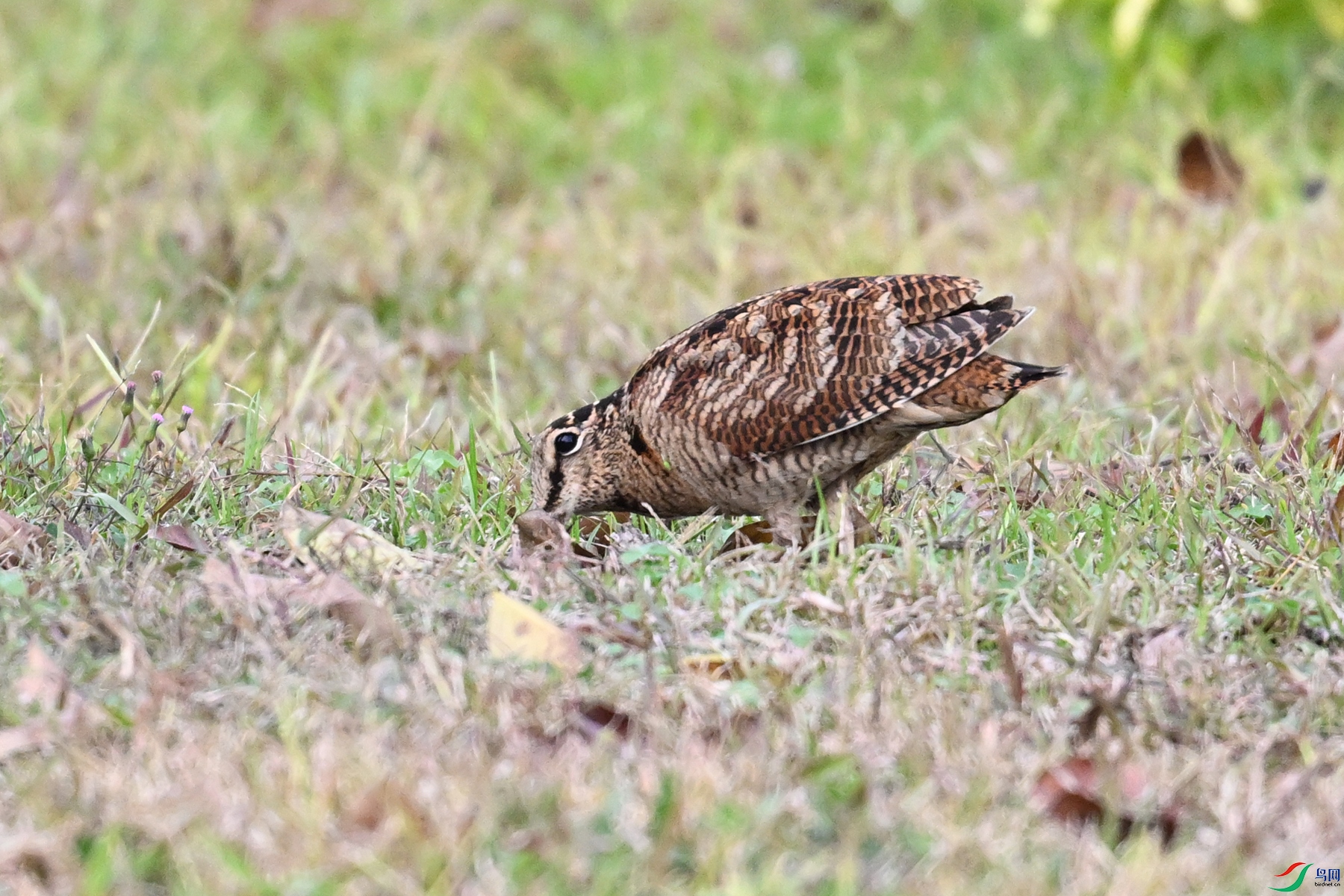 DSC_8621.JPG