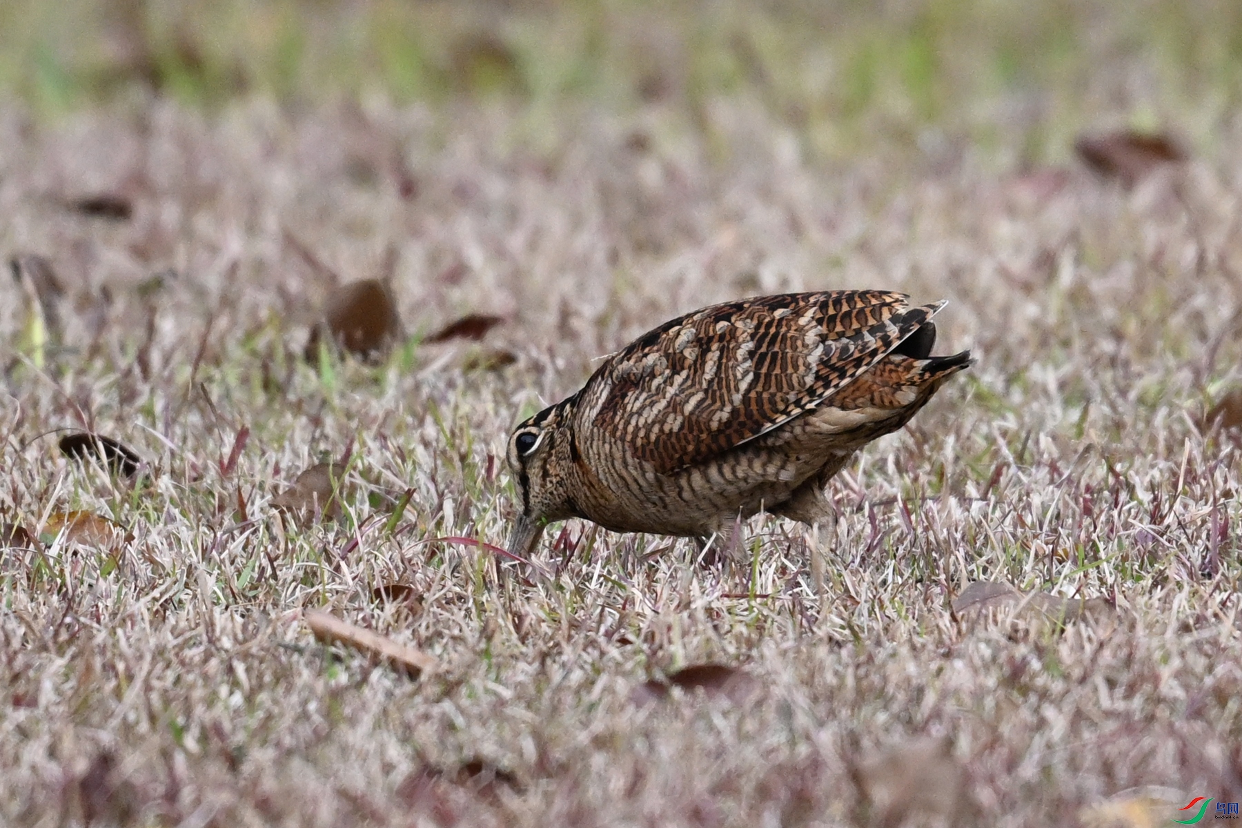 DSC_8650.JPG