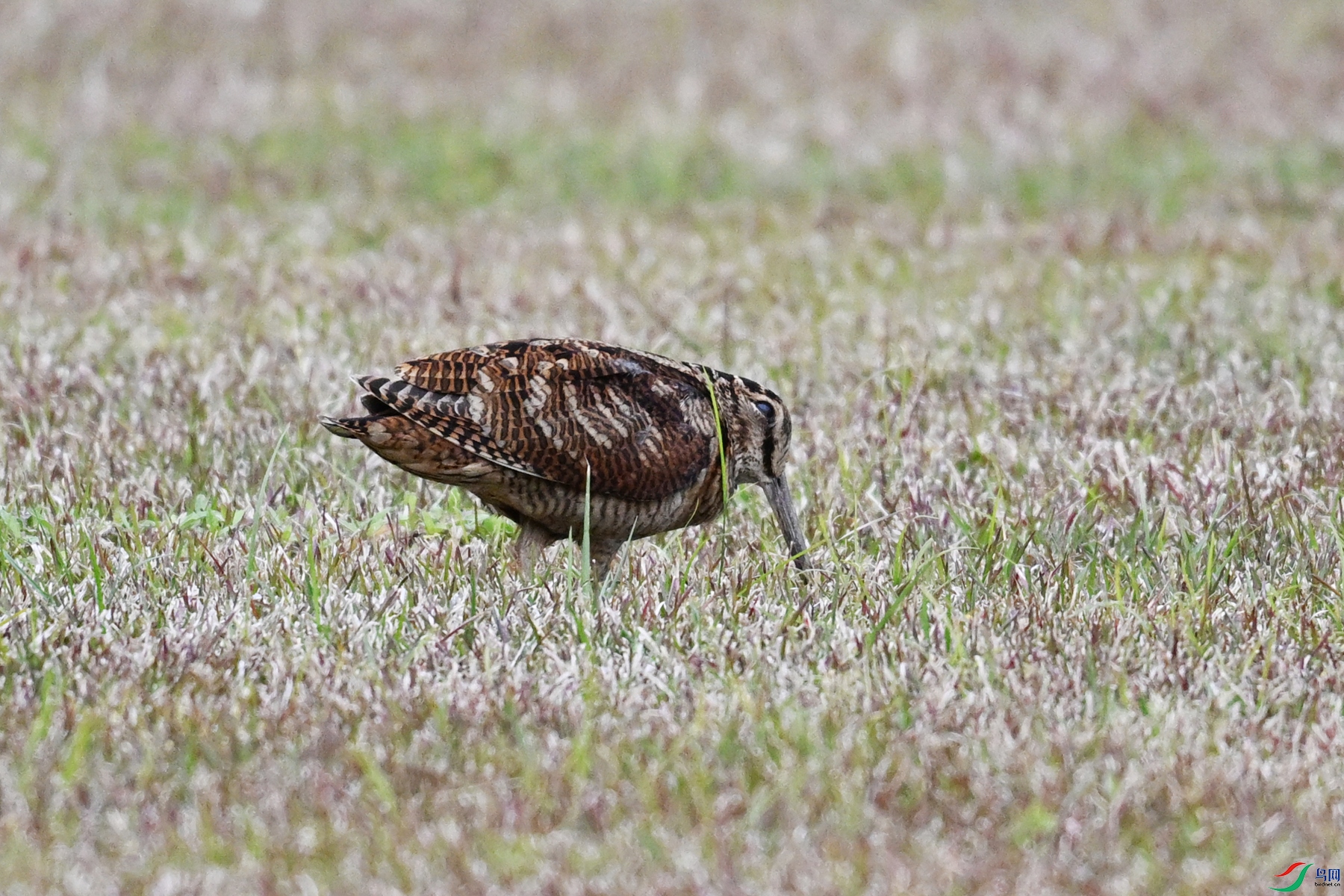 DSC_8667.JPG