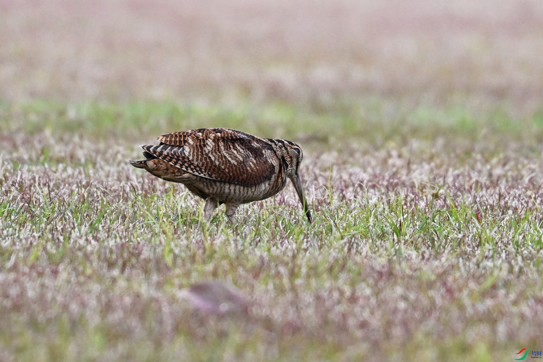 DSC_8684.JPG