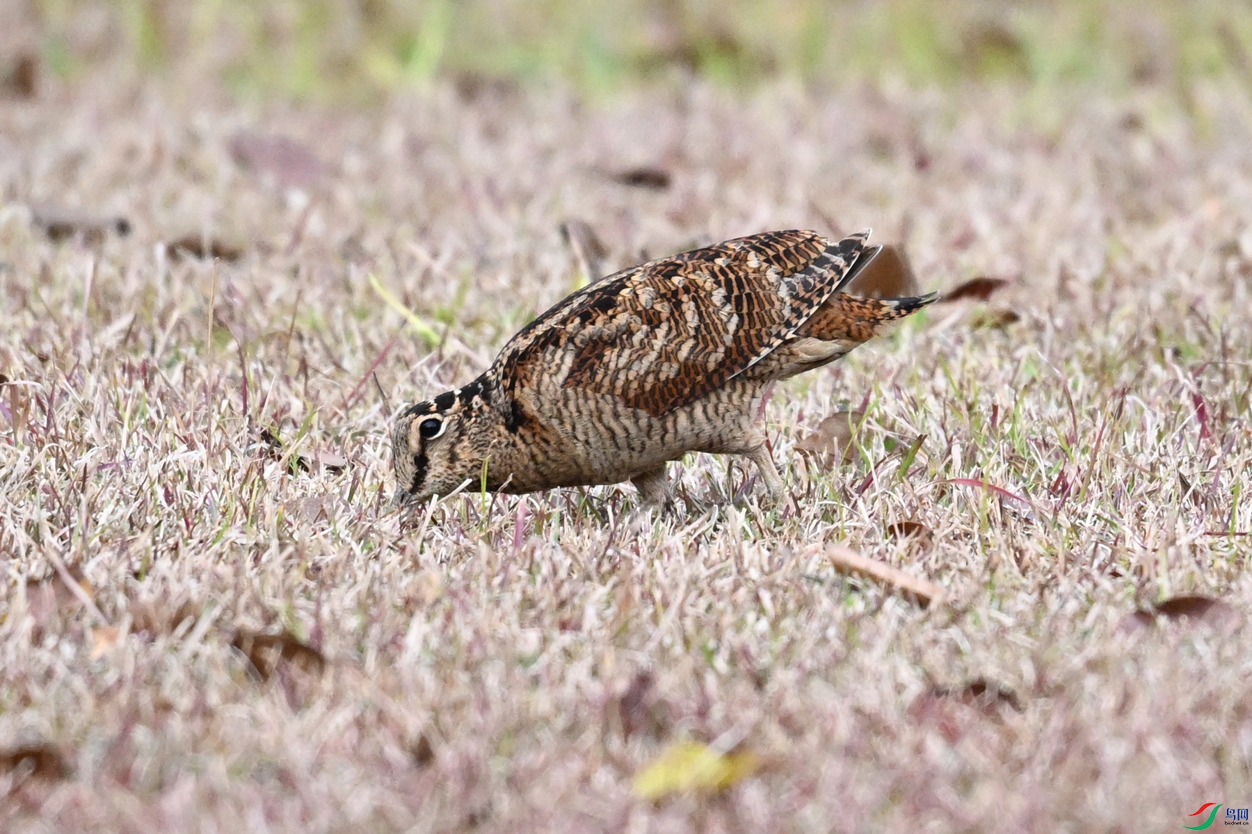 DSC_8655.JPG