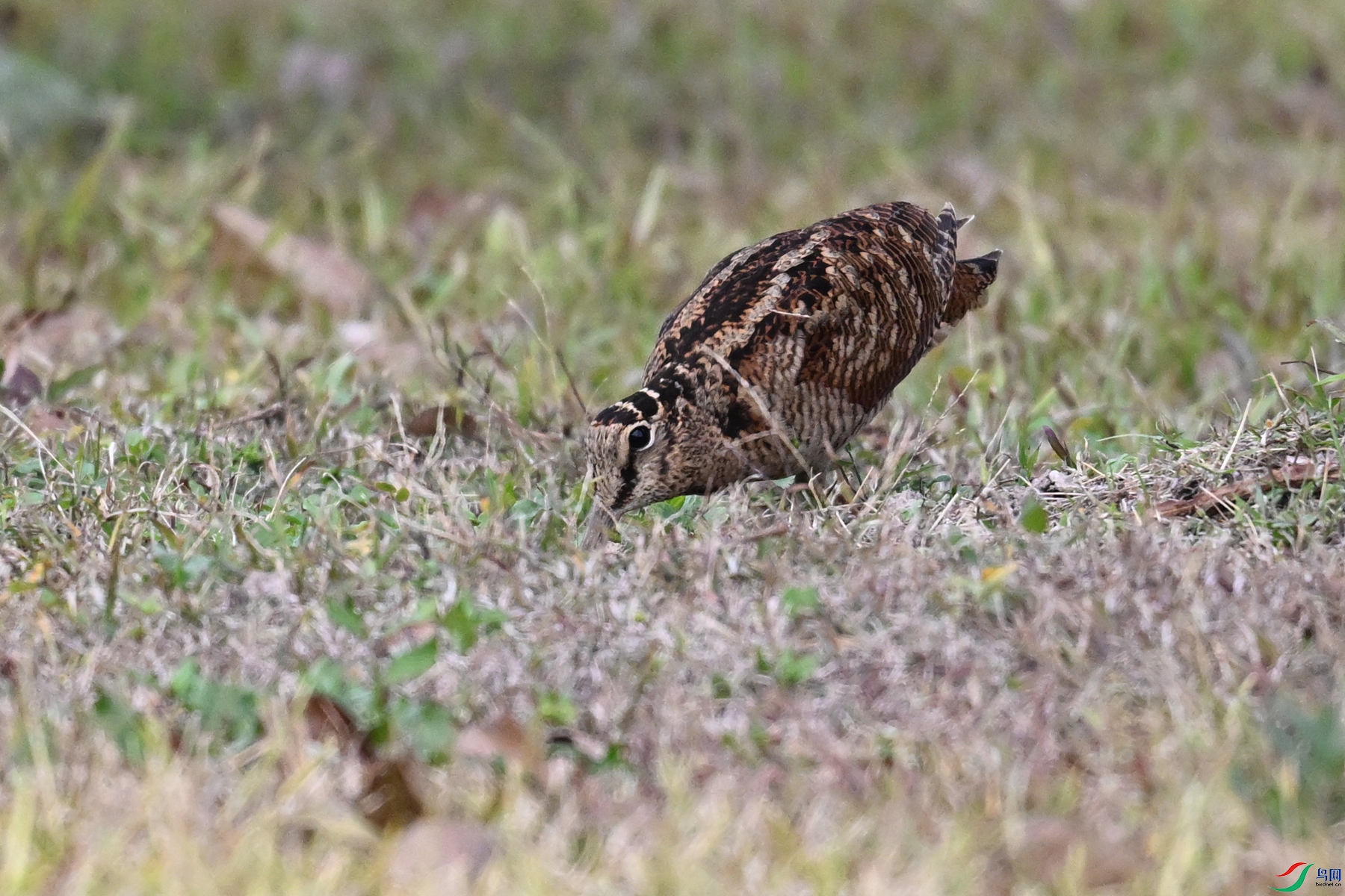 DSC_8634.JPG