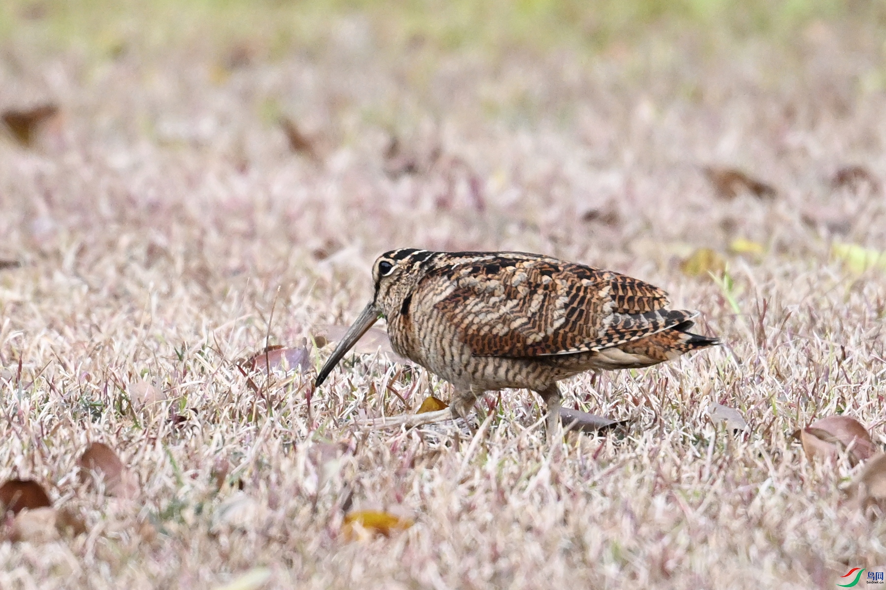 DSC_8659.JPG