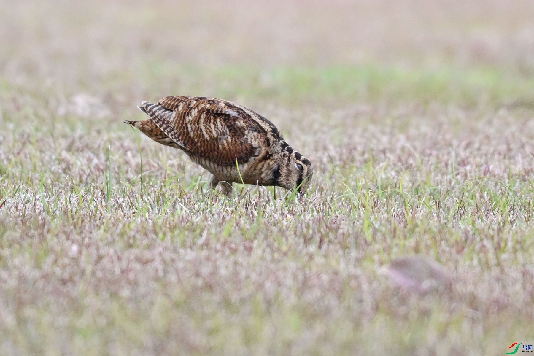 DSC_8679.JPG